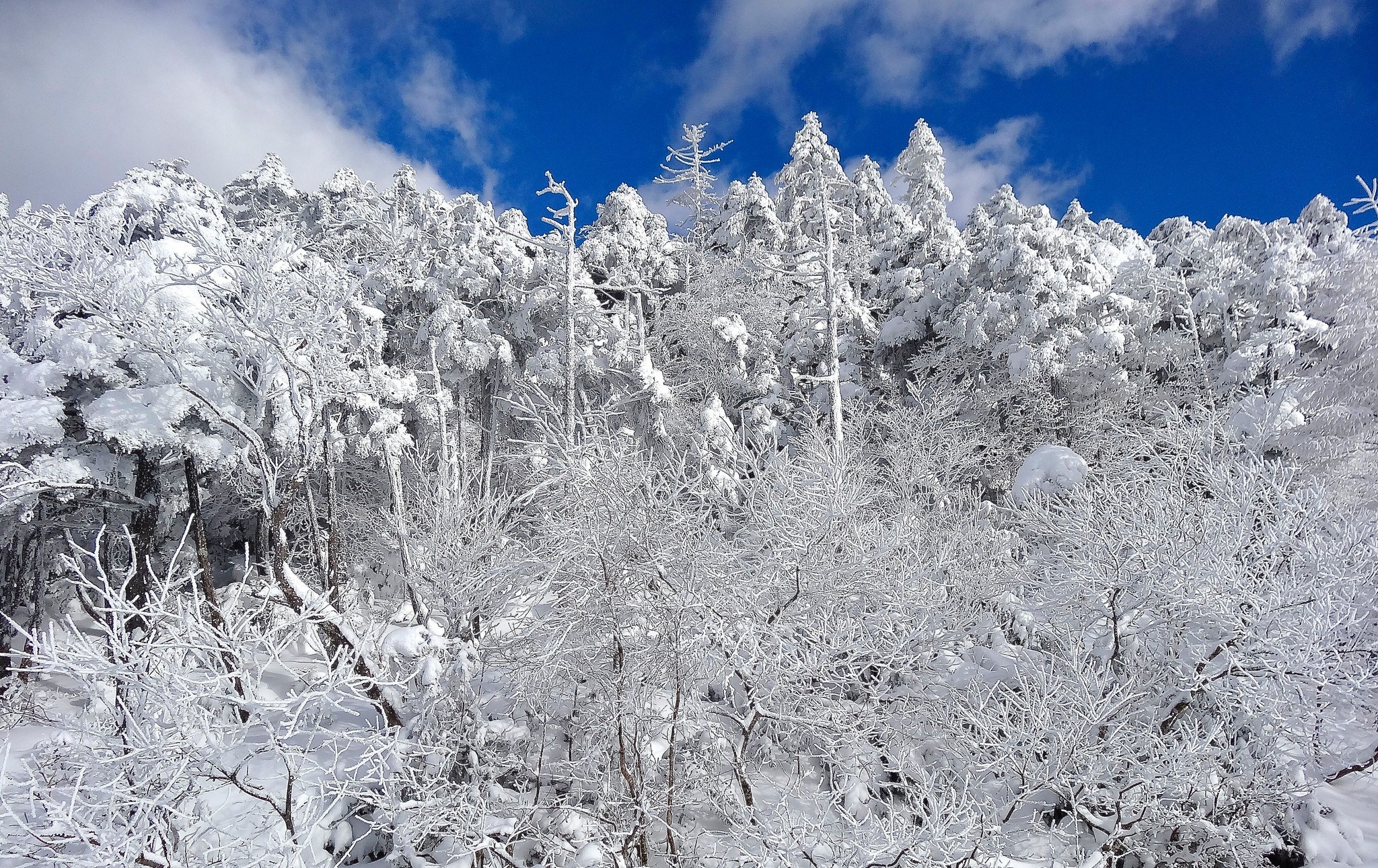 Snow-covered trees on a mountain ridge under a blue sky HD Wallpaper