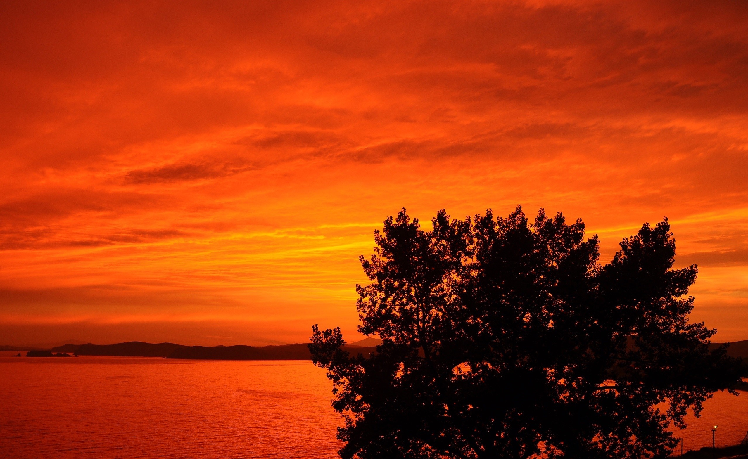 Silhouette of a tree against an orange sunset over the ocean HD Wallpaper