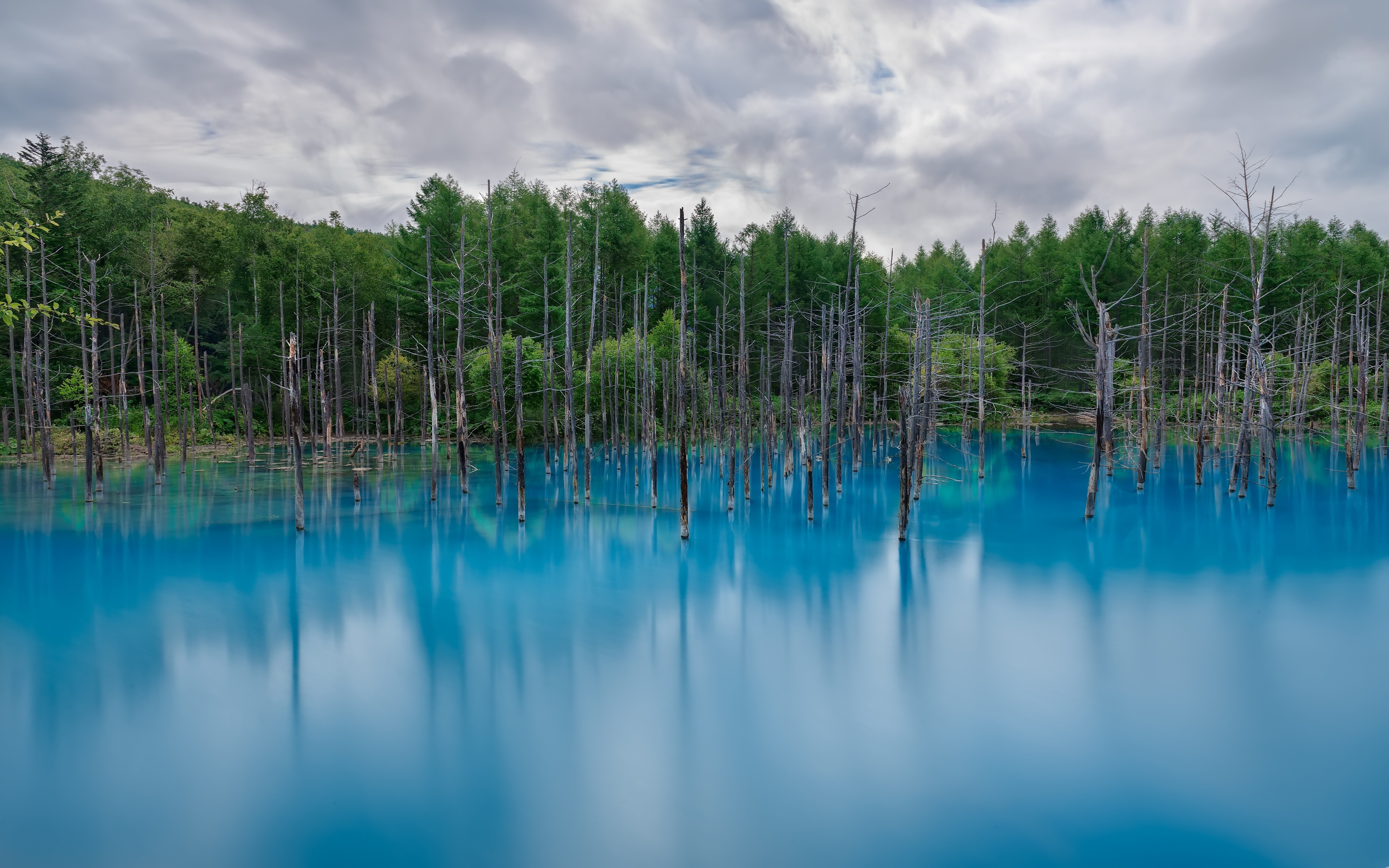 Blue pond with dead trees and forest background HD Wallpaper
