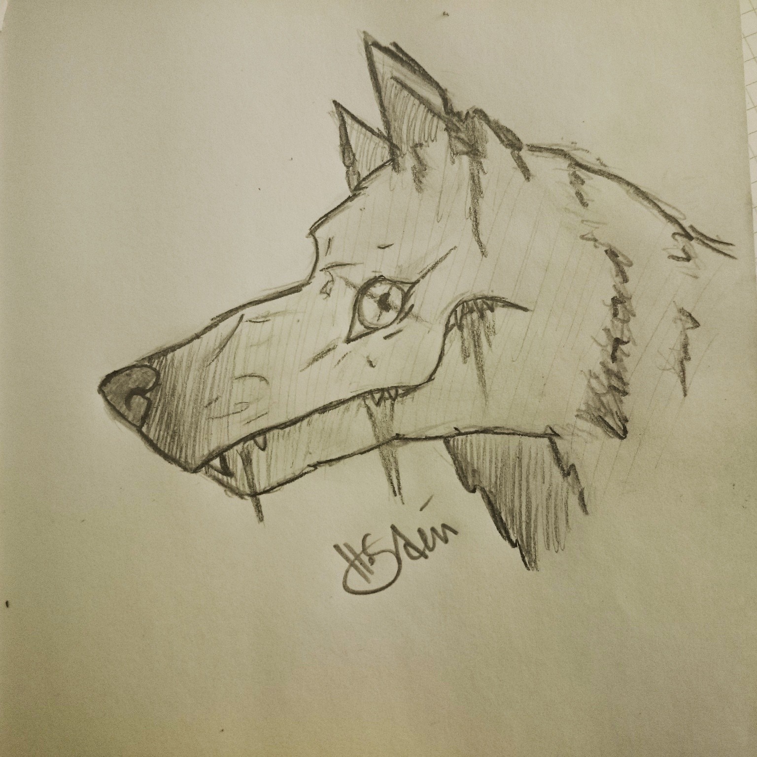 Pencil sketch of a wolf's head HD Wallpaper