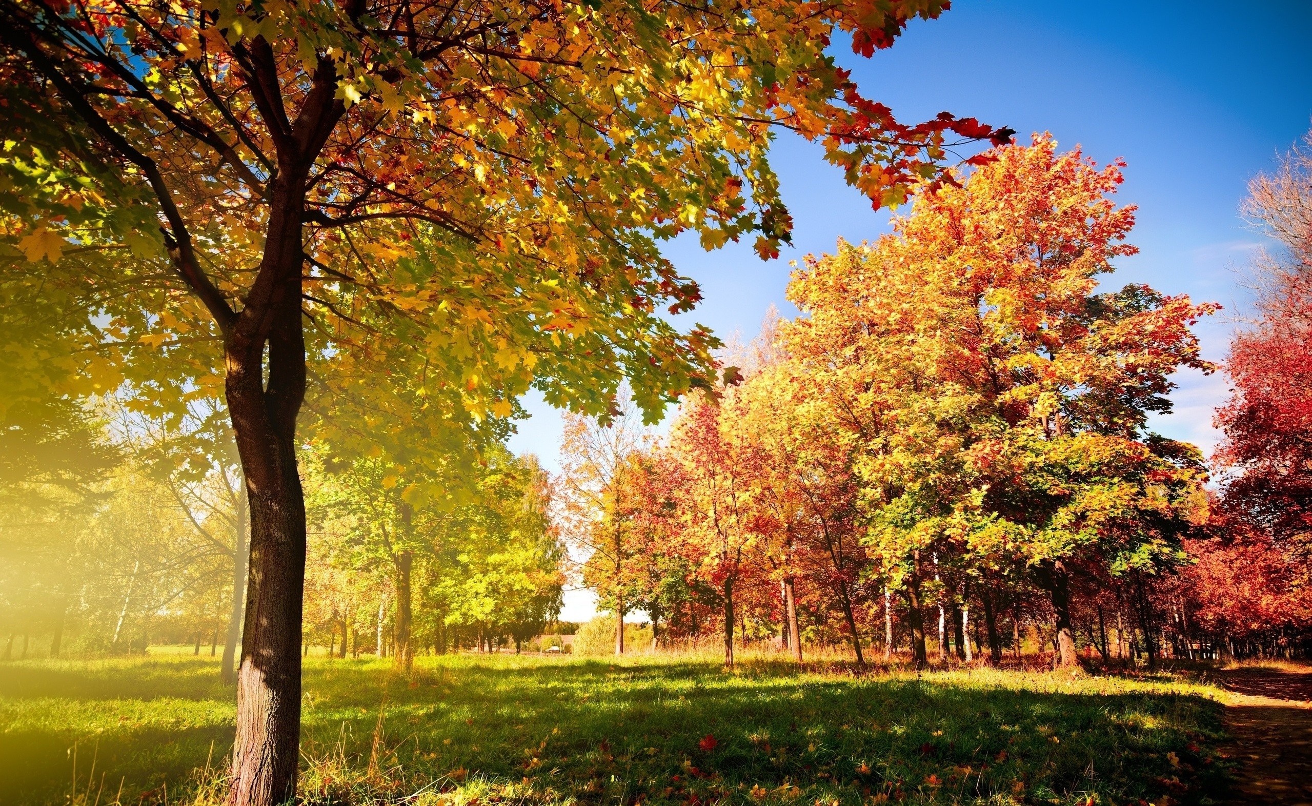 Autumn park with colorful trees and sunlight HD Wallpaper