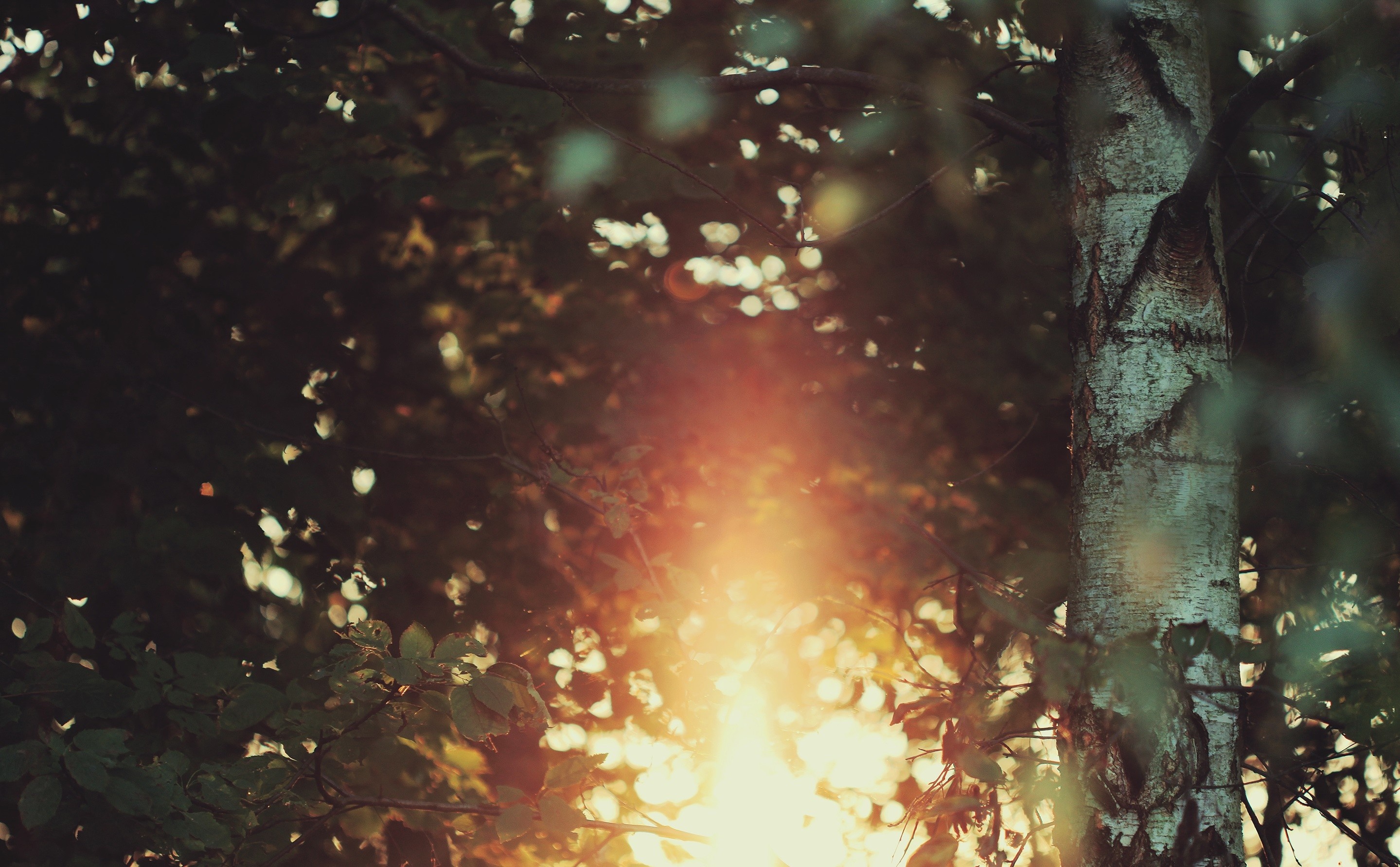 Sunlight filtering through trees in a forest HD Wallpaper