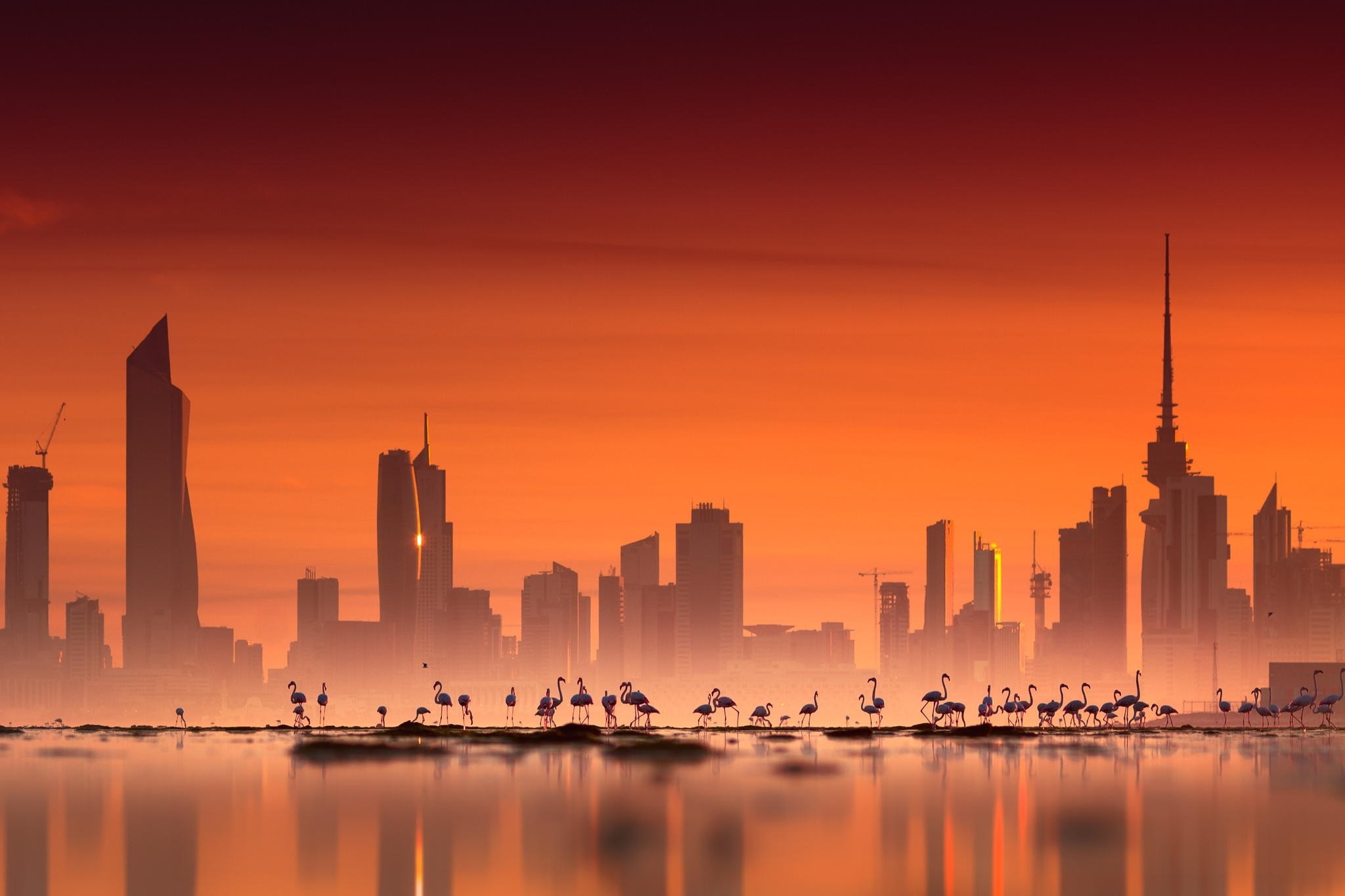 Flamingos in a city skyline at sunset HD Wallpaper