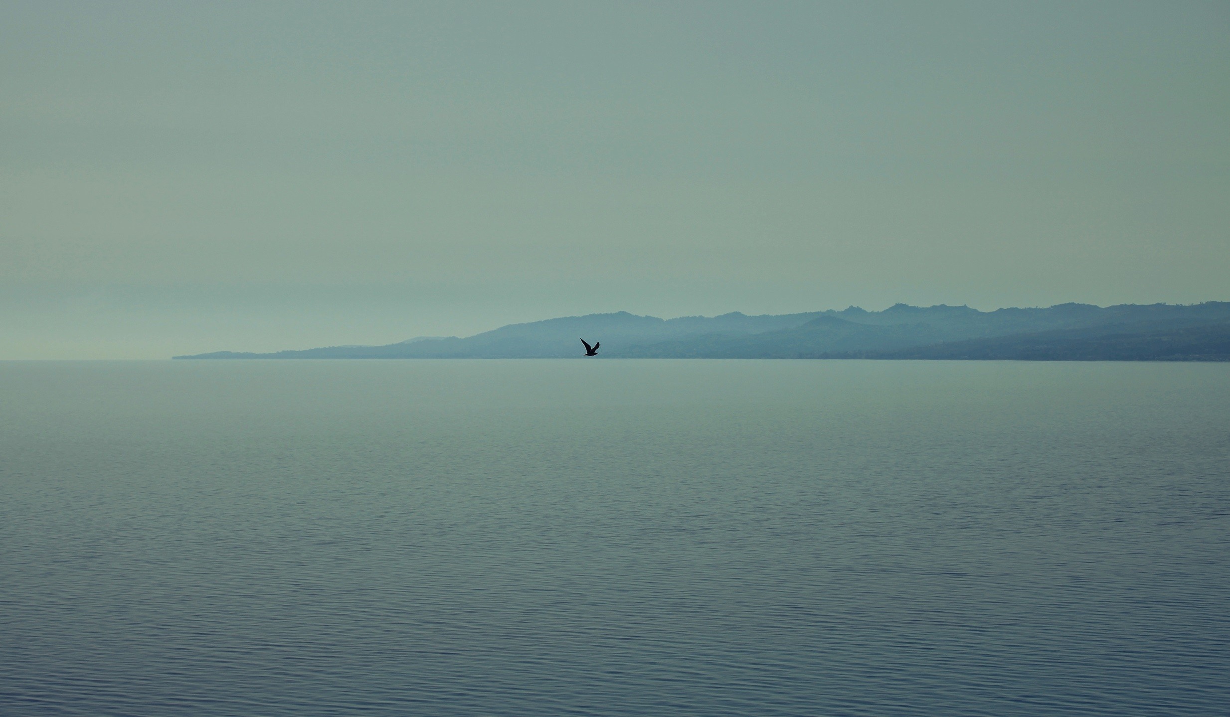 Bird flying over the sea with mountains in the background HD Wallpaper