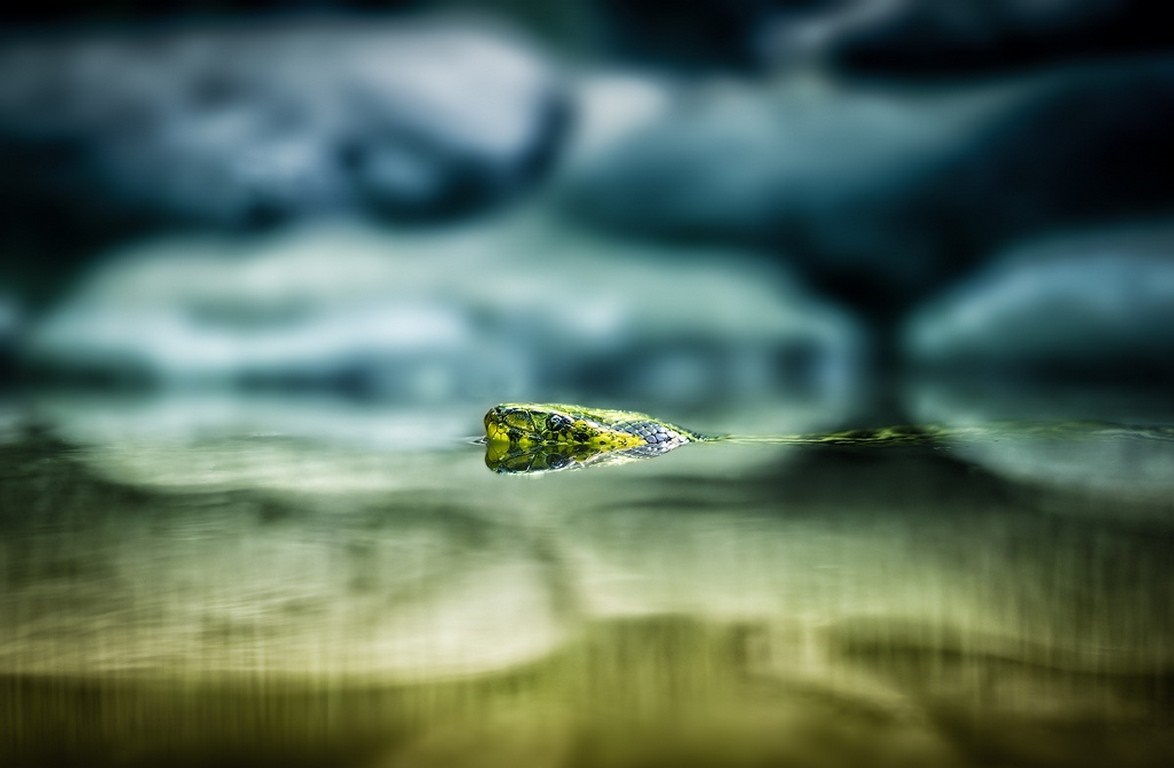 Snake swimming in dark water with reflections HD Wallpaper