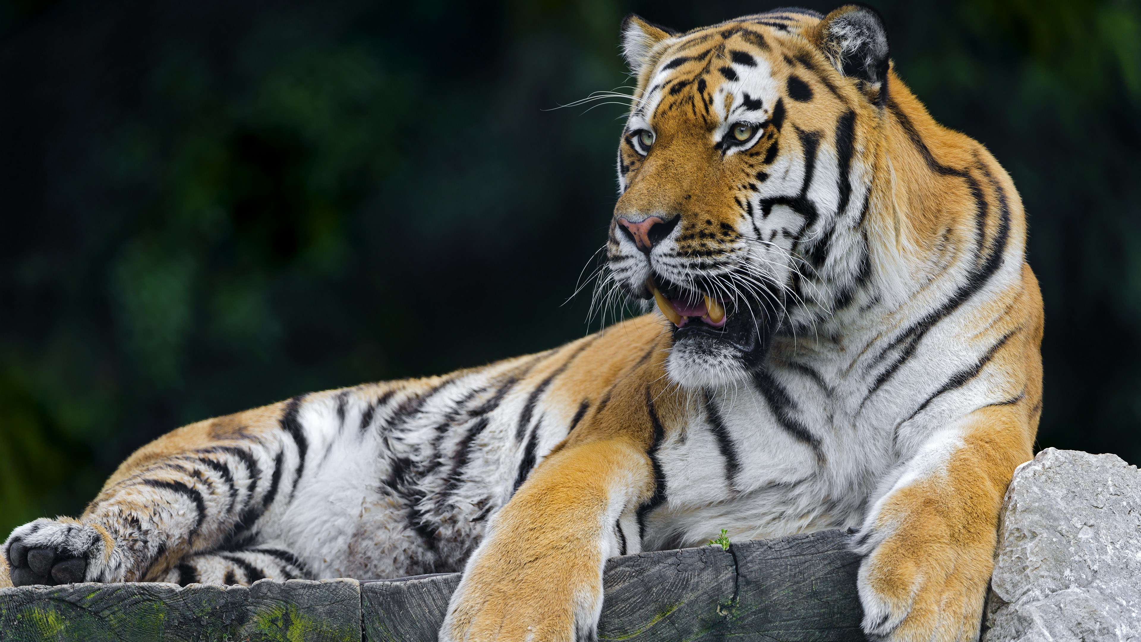 Tiger lying on wooden surface with dark background HD Wallpaper