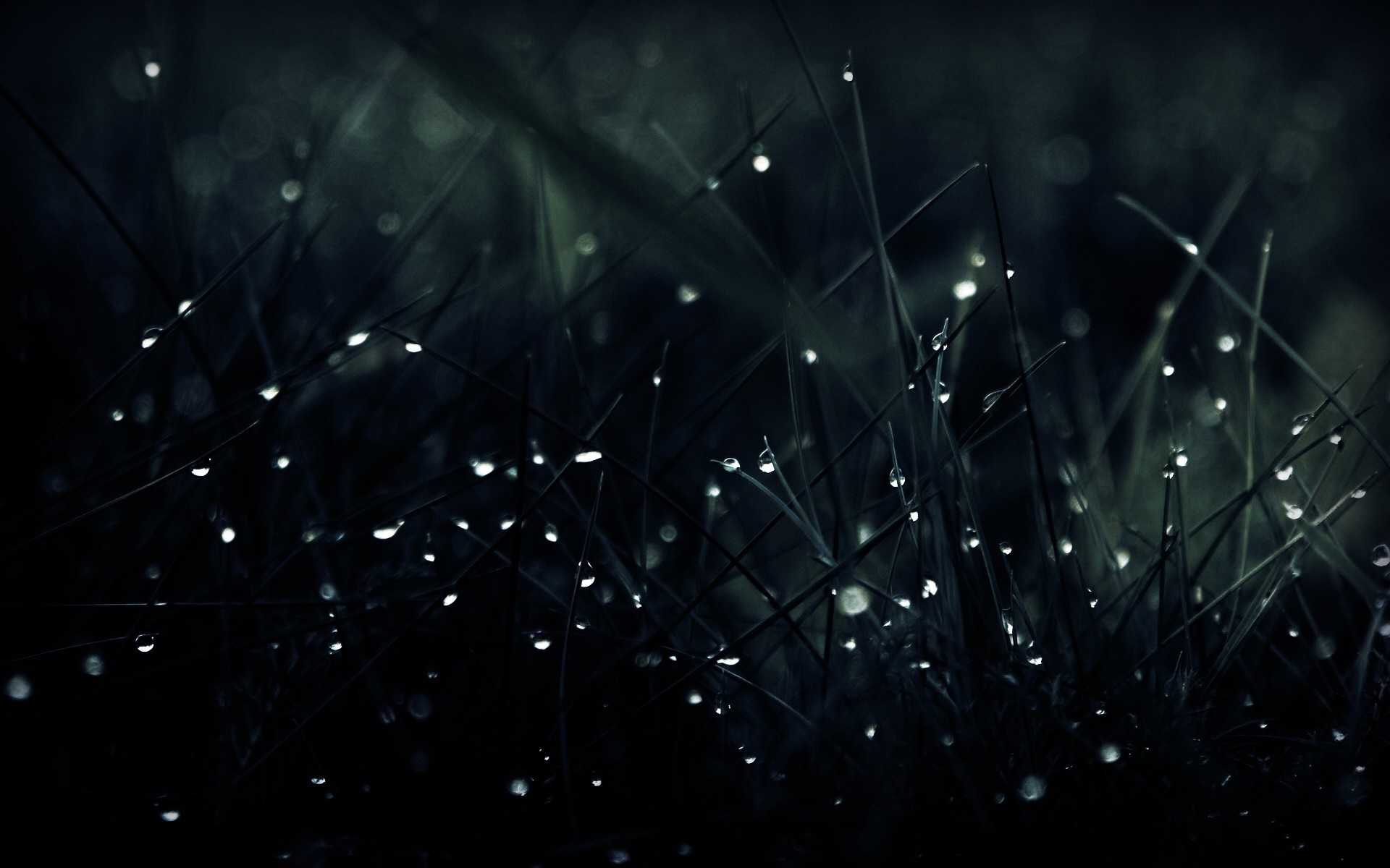Macro shot of grass with water drops at night HD Wallpaper