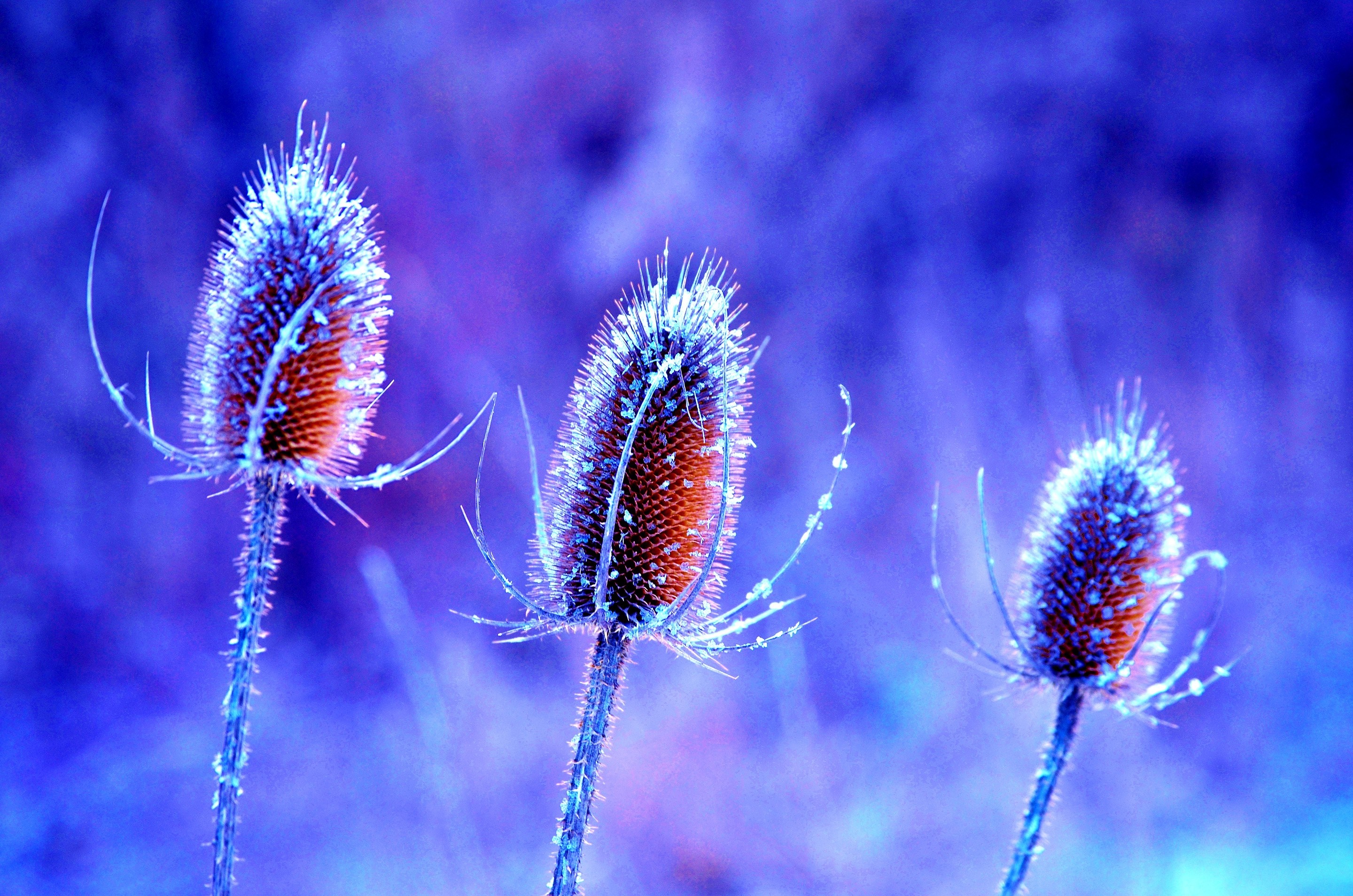 Three frosted thistle heads in blue light HD Wallpaper