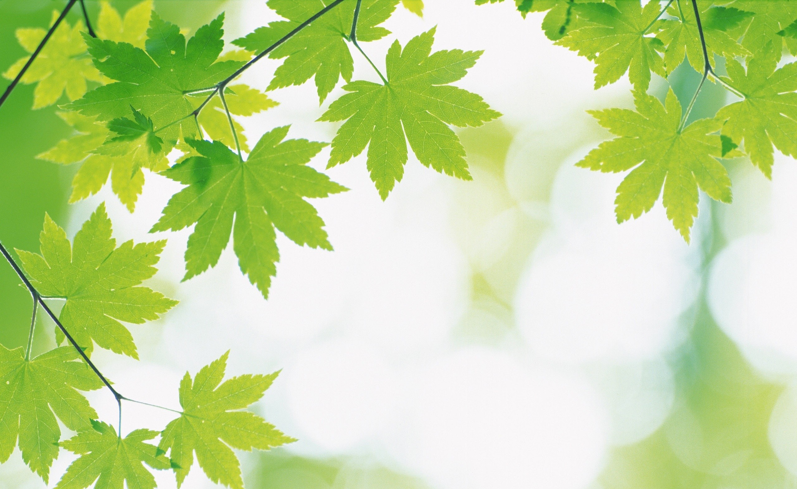 Green maple leaves on branches with bokeh background HD Wallpaper