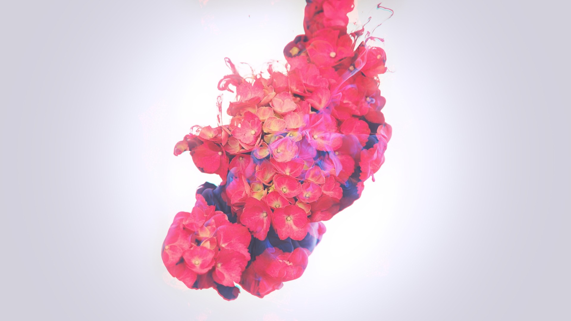 Red and pink flowers with blue ink underwater HD Wallpaper