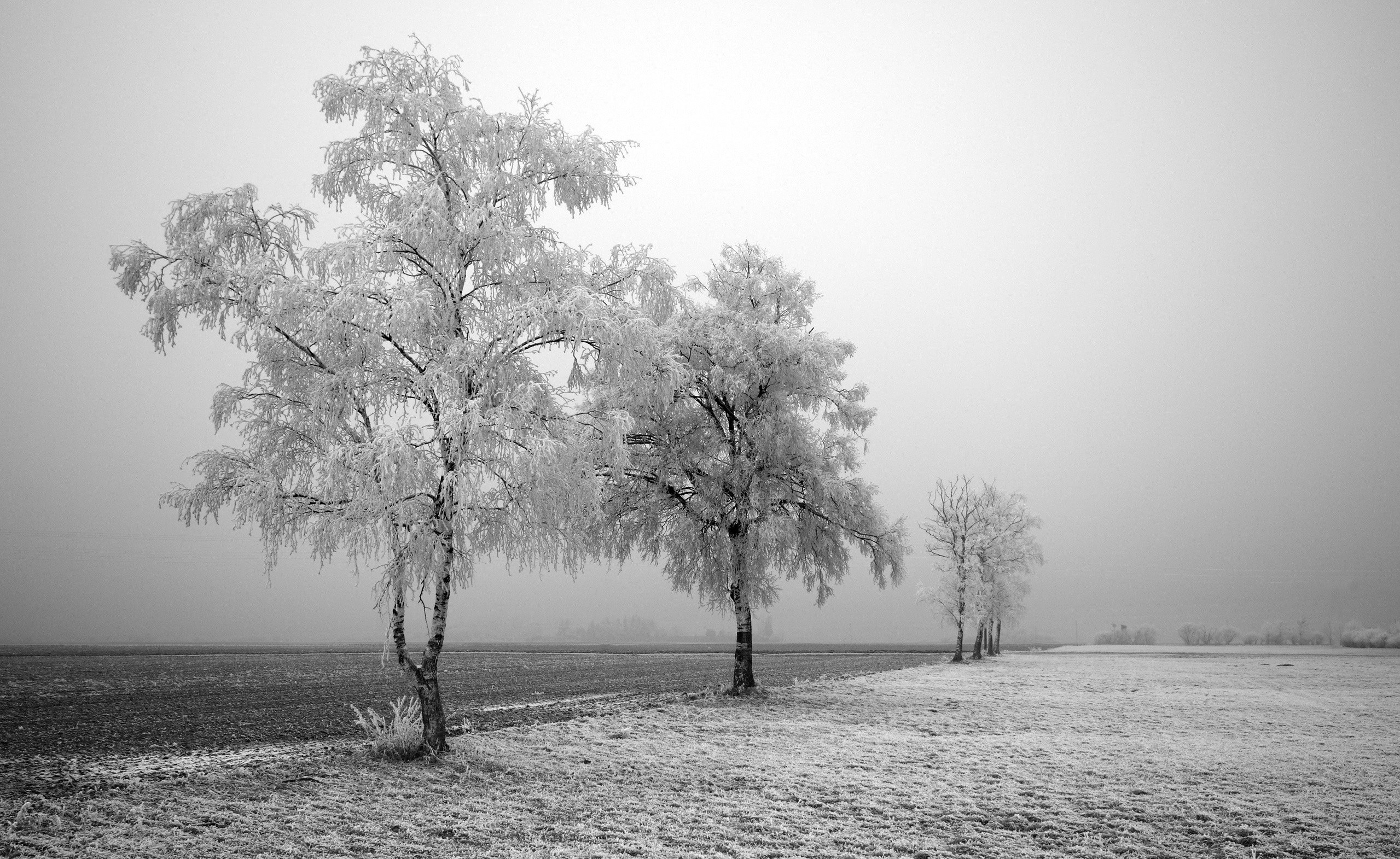 Frost-covered trees in a misty winter field HD Wallpaper