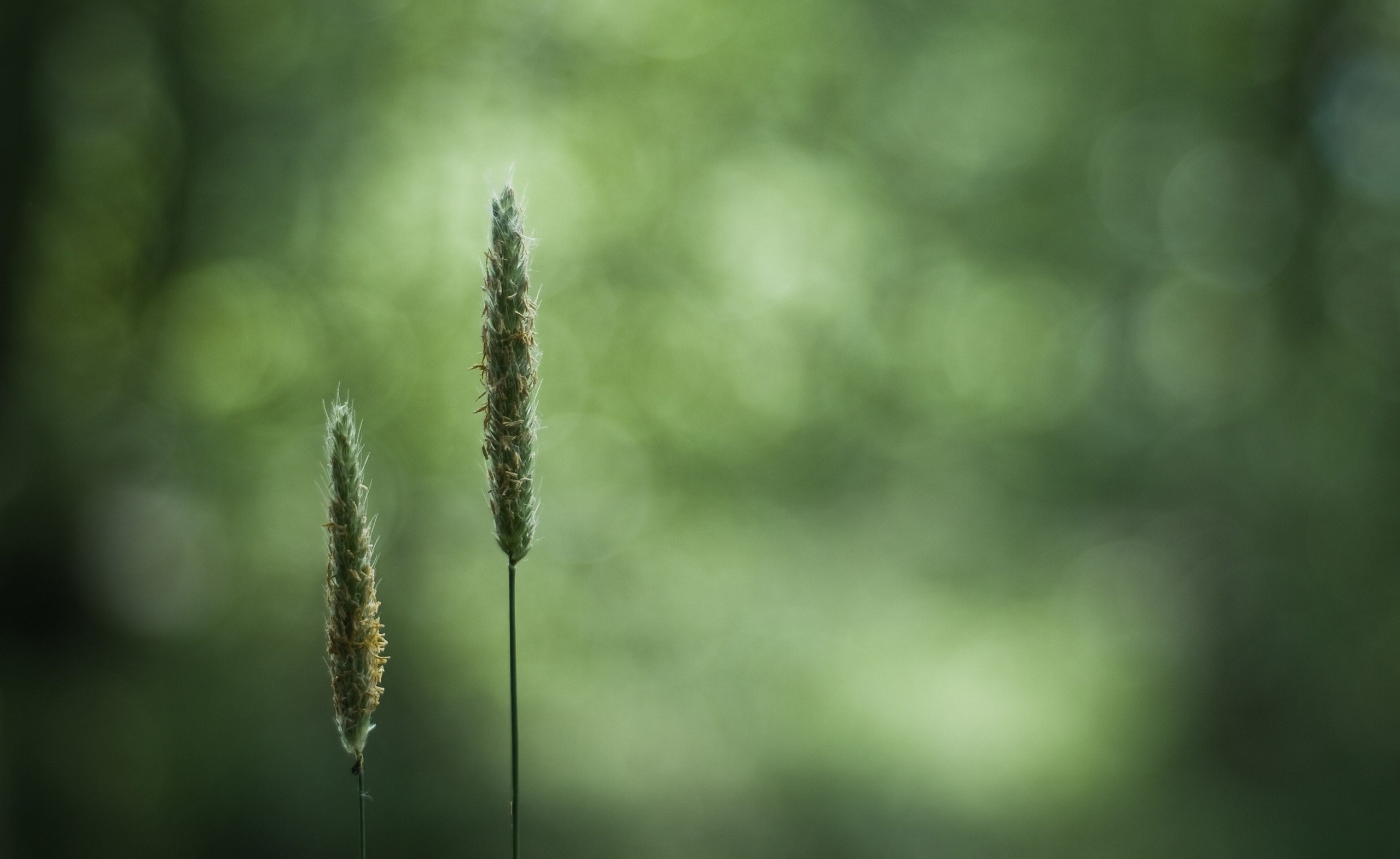 Two blades of grass with bokeh background HD Wallpaper