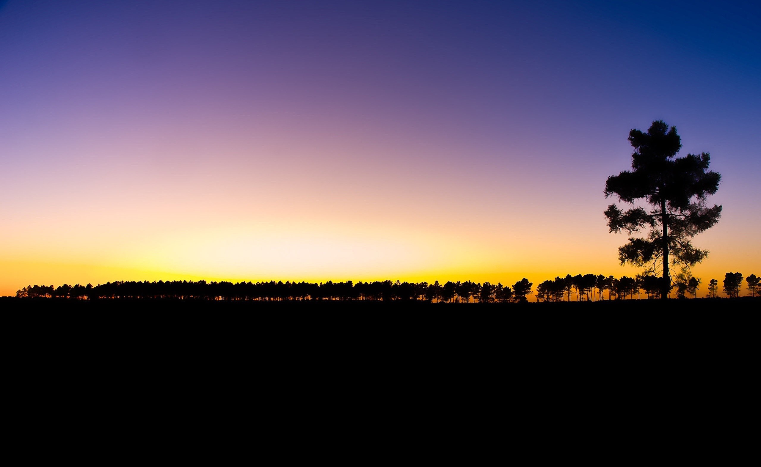 Silhouette of trees against a sunset sky HD Wallpaper