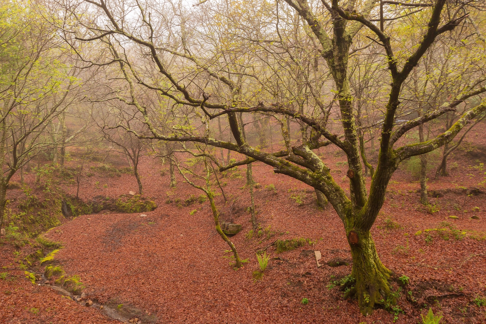 Misty forest floor covered in fallen leaves with bare trees HD Wallpaper