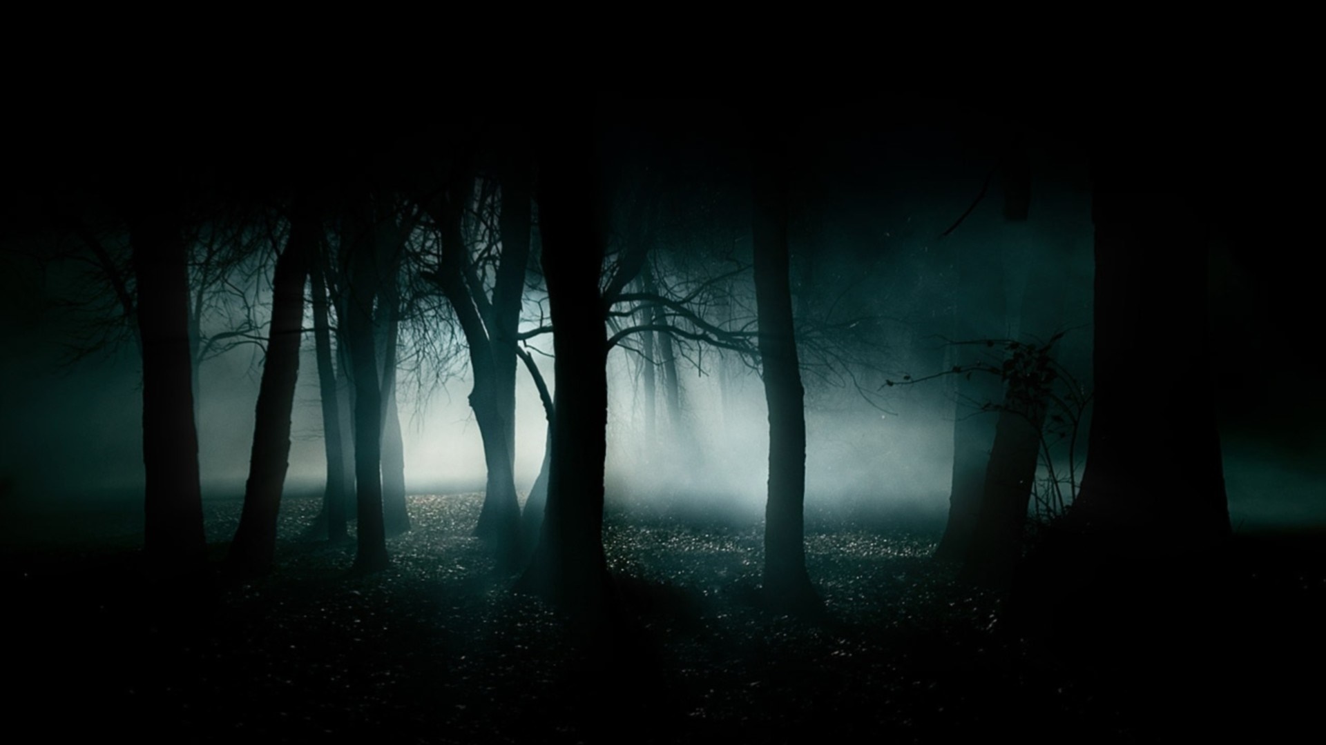 Dark forest with mist and light rays HD Wallpaper