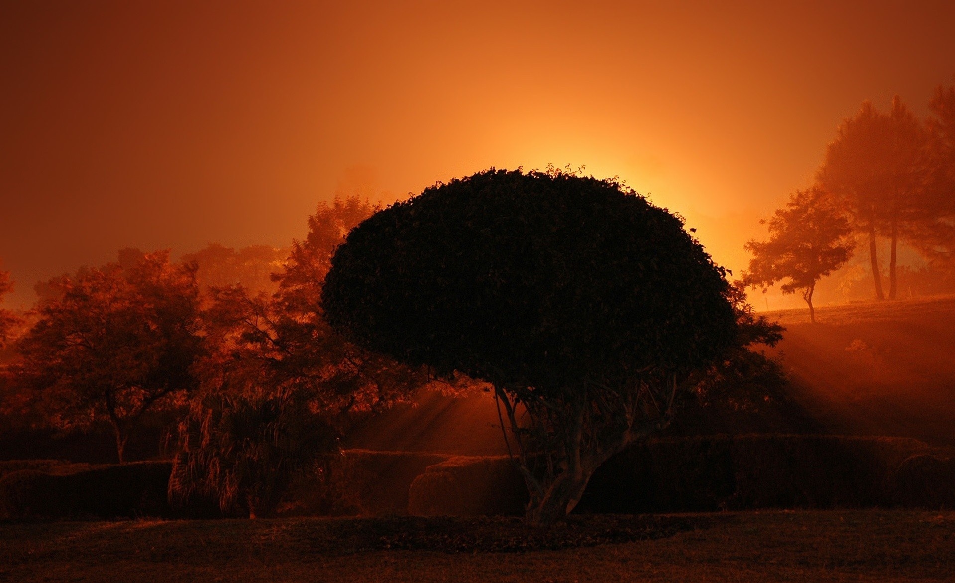 Silhouette of a tree against an orange sunset sky HD Wallpaper