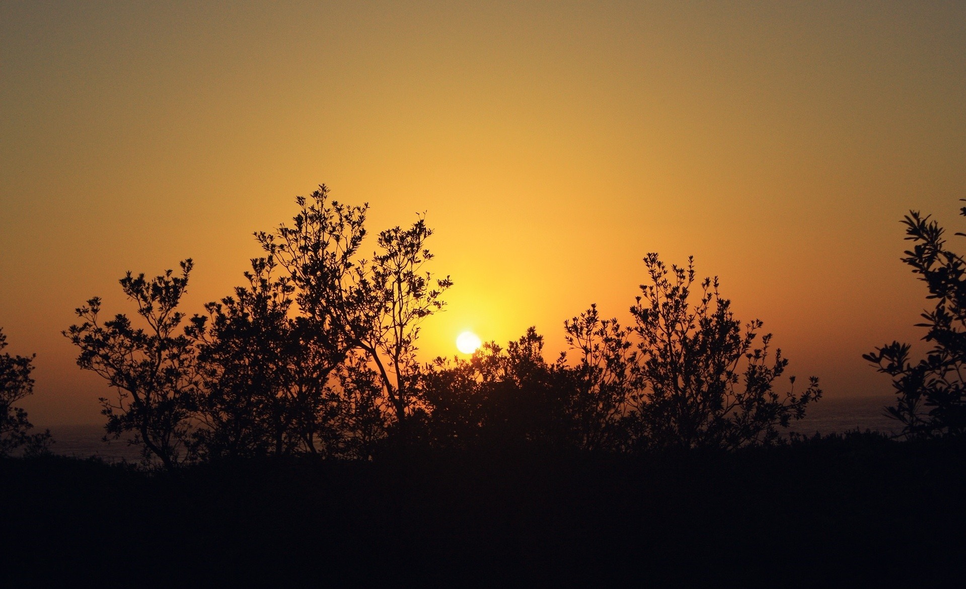 Silhouette of trees against a vibrant sunset sky HD Wallpaper
