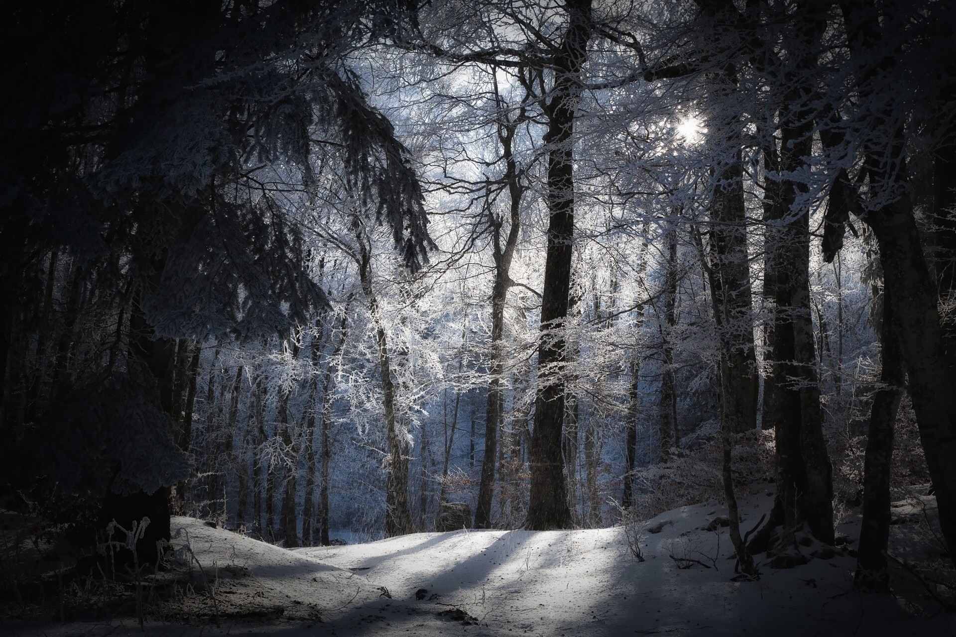 Sunlight filtering through a frosted winter forest HD Wallpaper