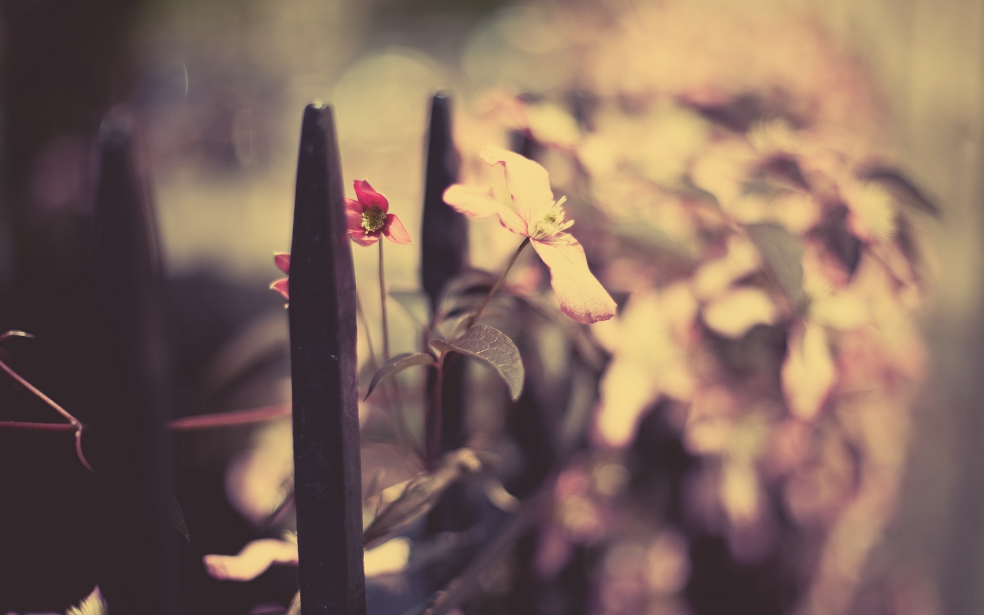 Close-up of flowers near a dark fence HD Wallpaper