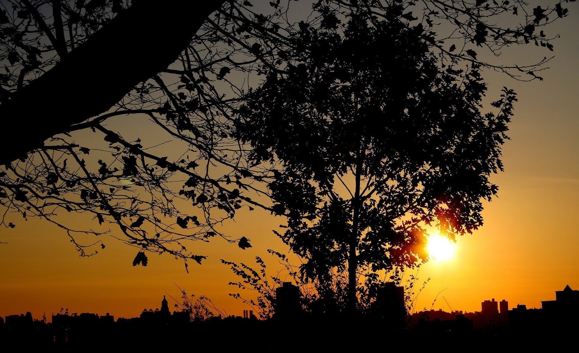 Silhouette of trees against a sunset cityscape HD Wallpaper