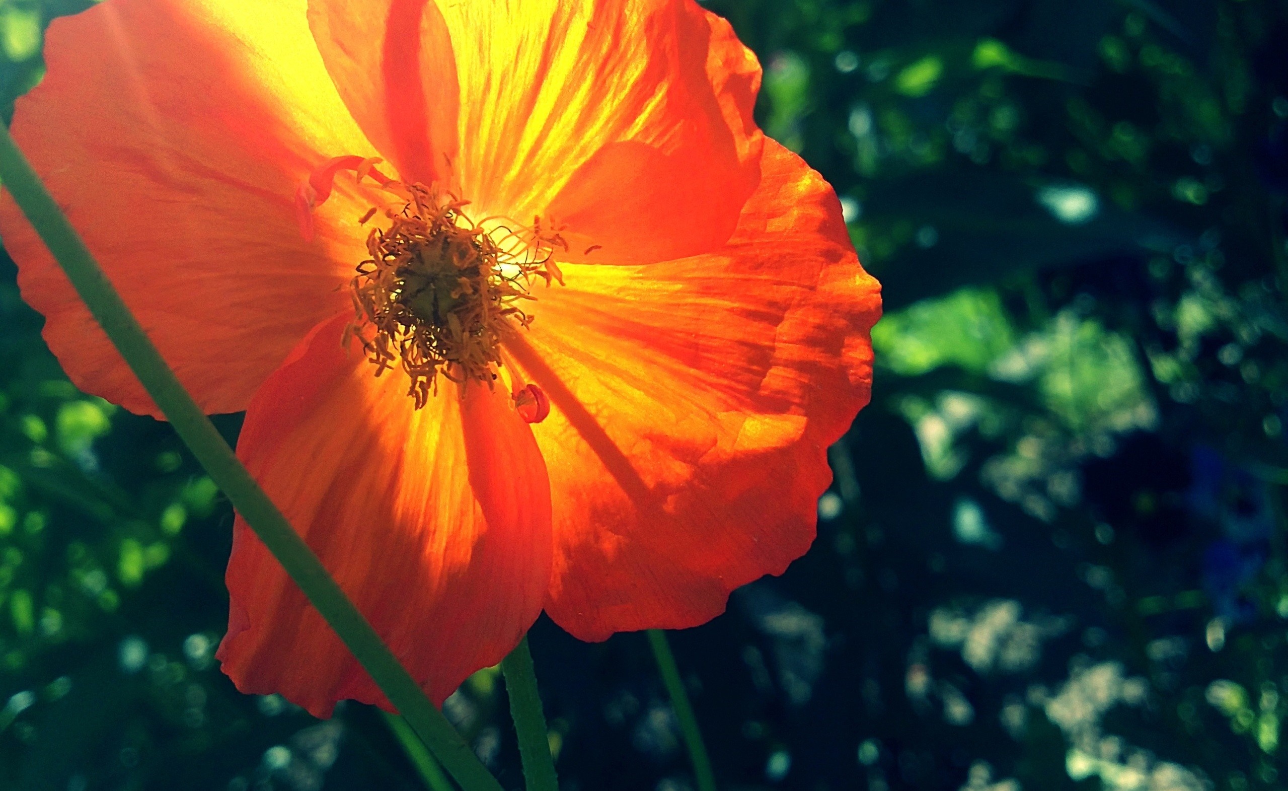 Sunlit Orange Poppy Flower in Nature HD Wallpaper