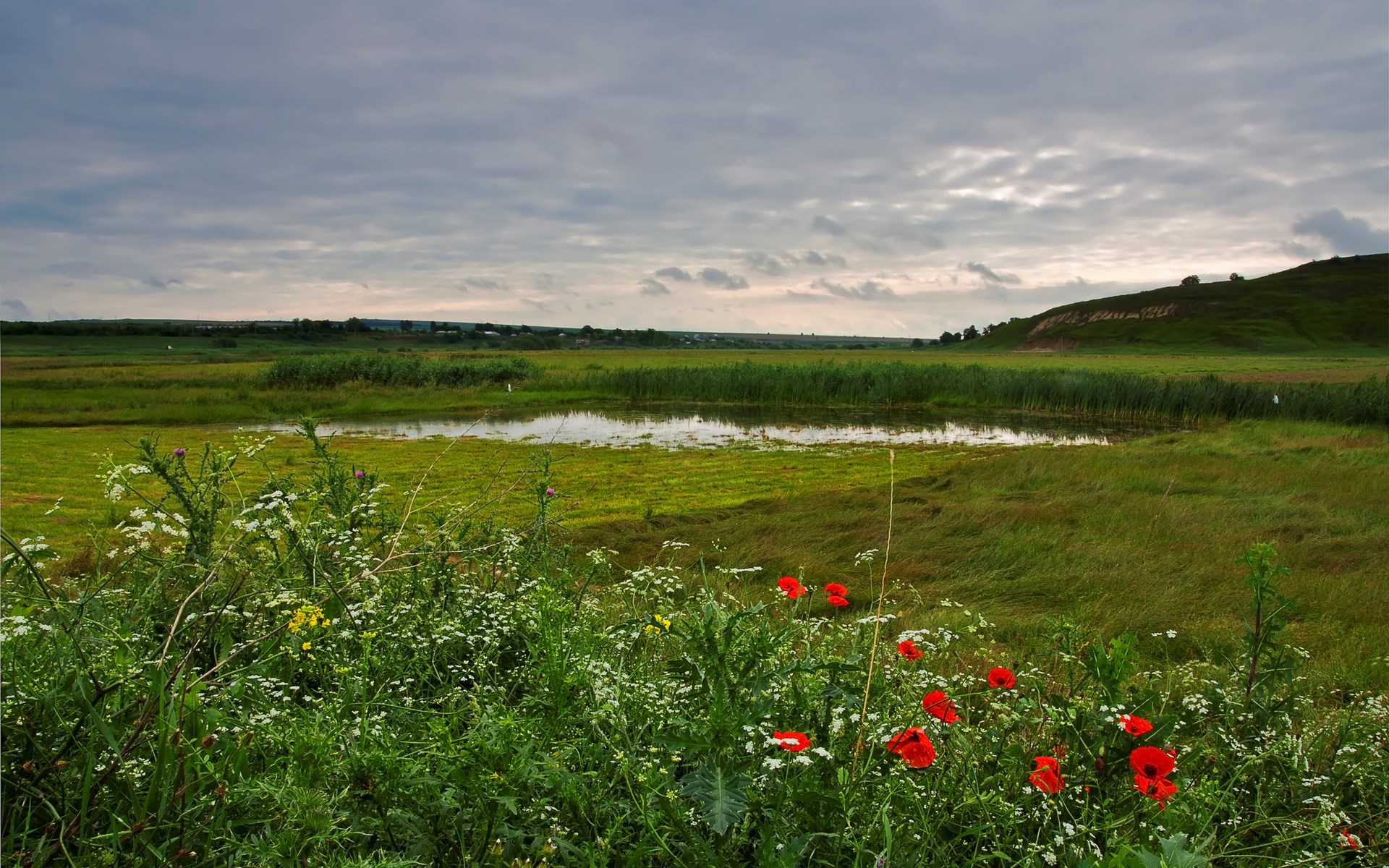 Wildflowers and a marshy landscape under a cloudy sky HD Wallpaper