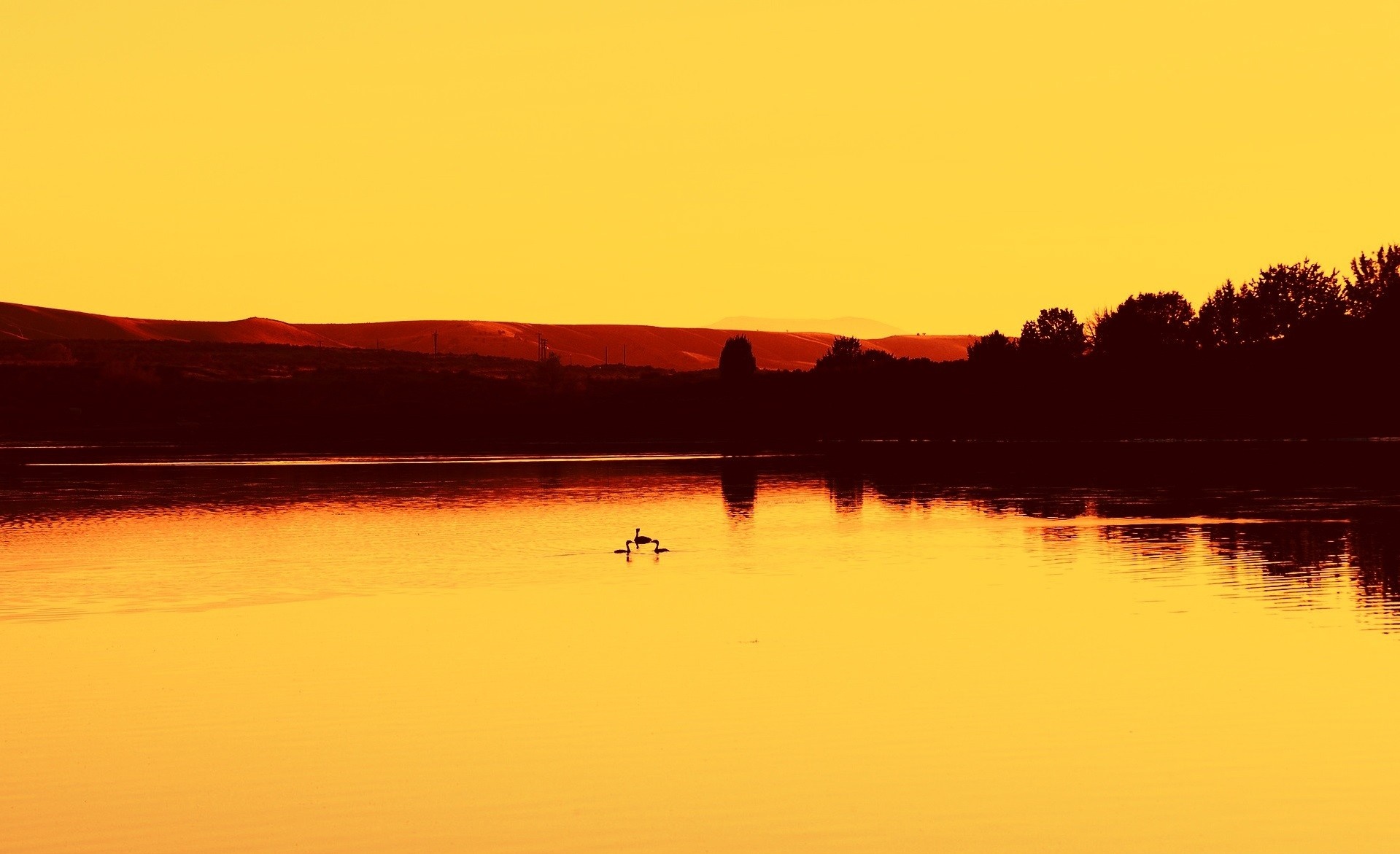 Two geese swimming on a lake at sunset HD Wallpaper