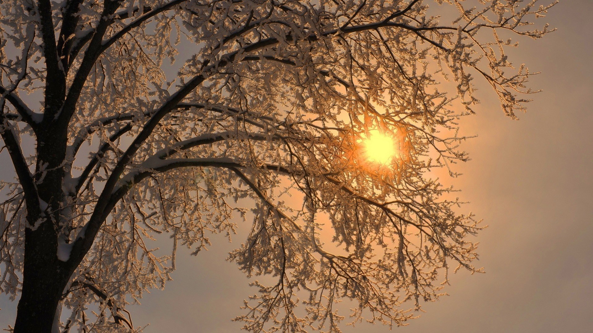Sunlight shining through snow-covered tree branches HD Wallpaper