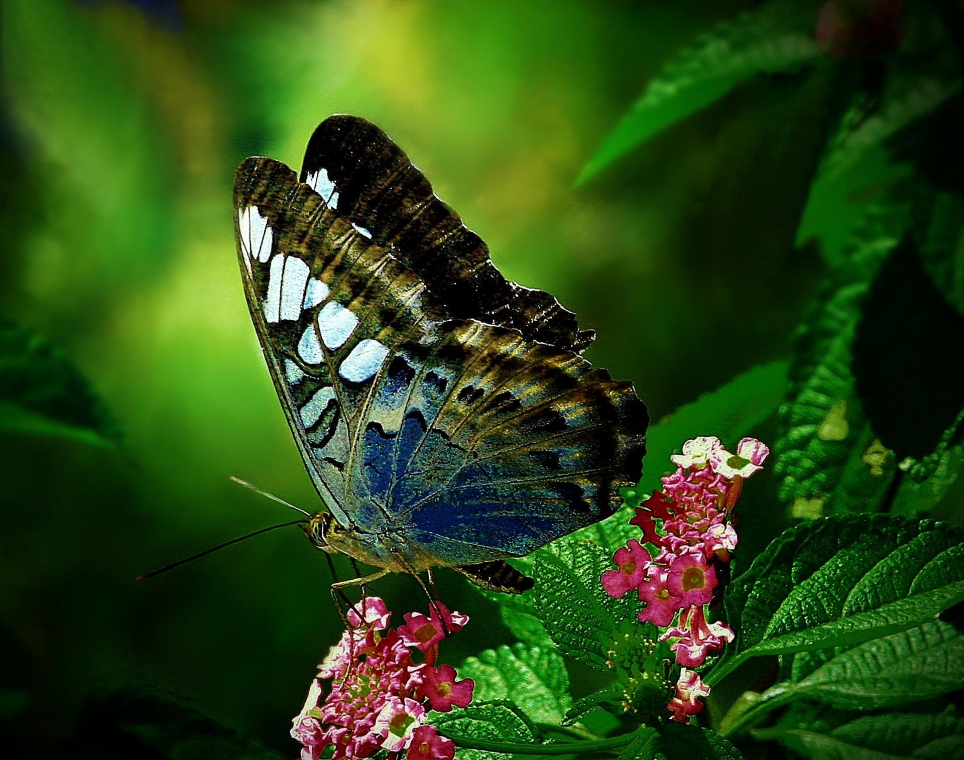 Butterfly on pink flowers with green leaves HD Wallpaper