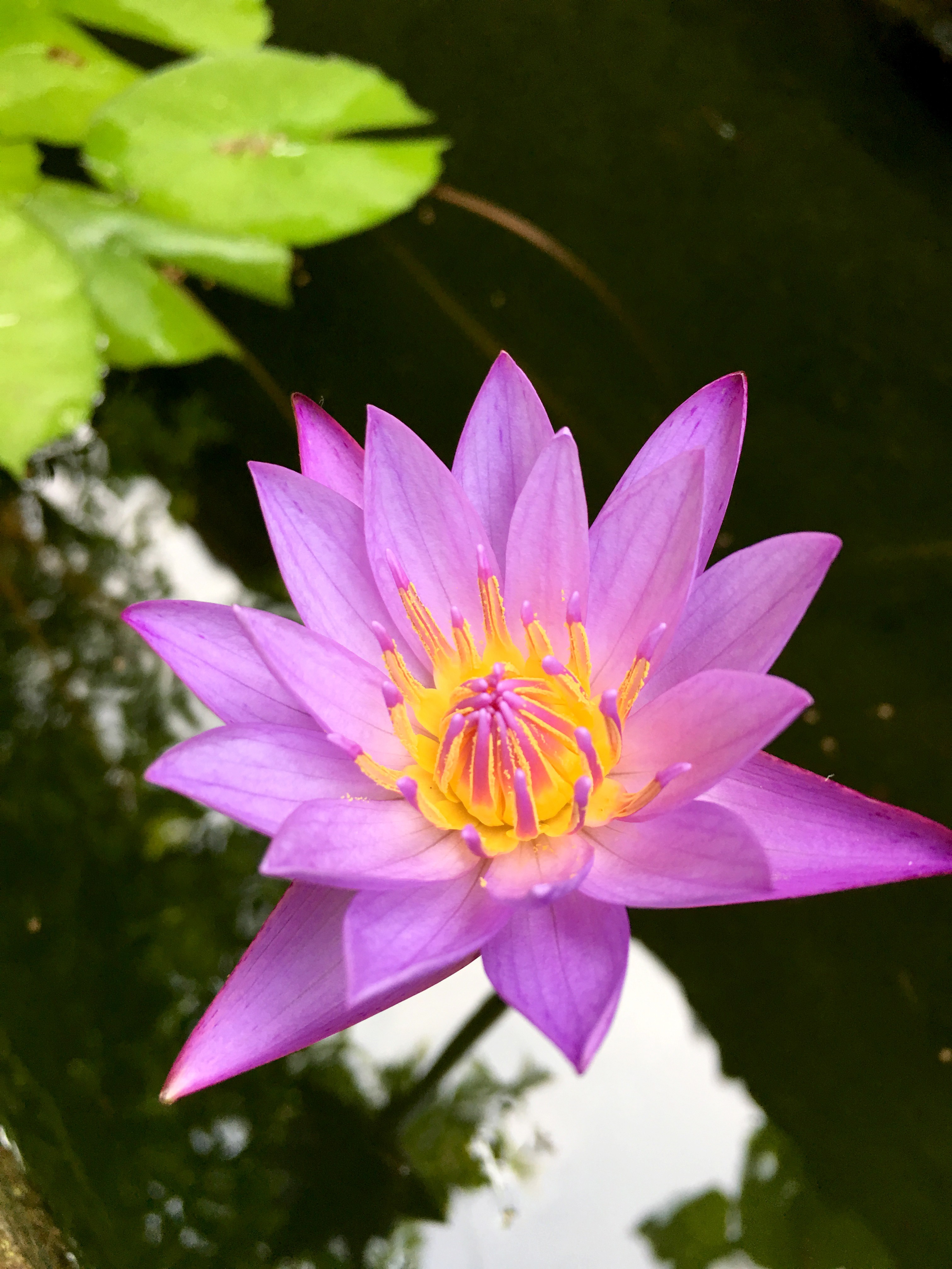Vibrant Purple Lotus Flower in Sri Lanka Pond HD Wallpaper
