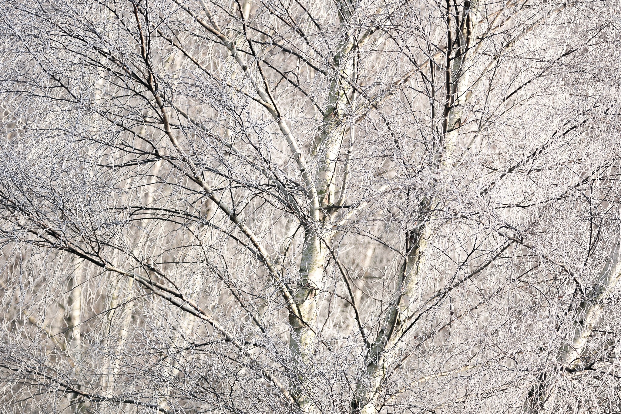 Bare trees covered in frost in winter HD Wallpaper
