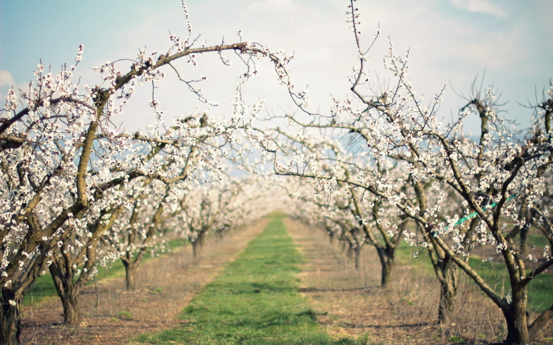 Orchard with blooming trees and green path HD Wallpaper