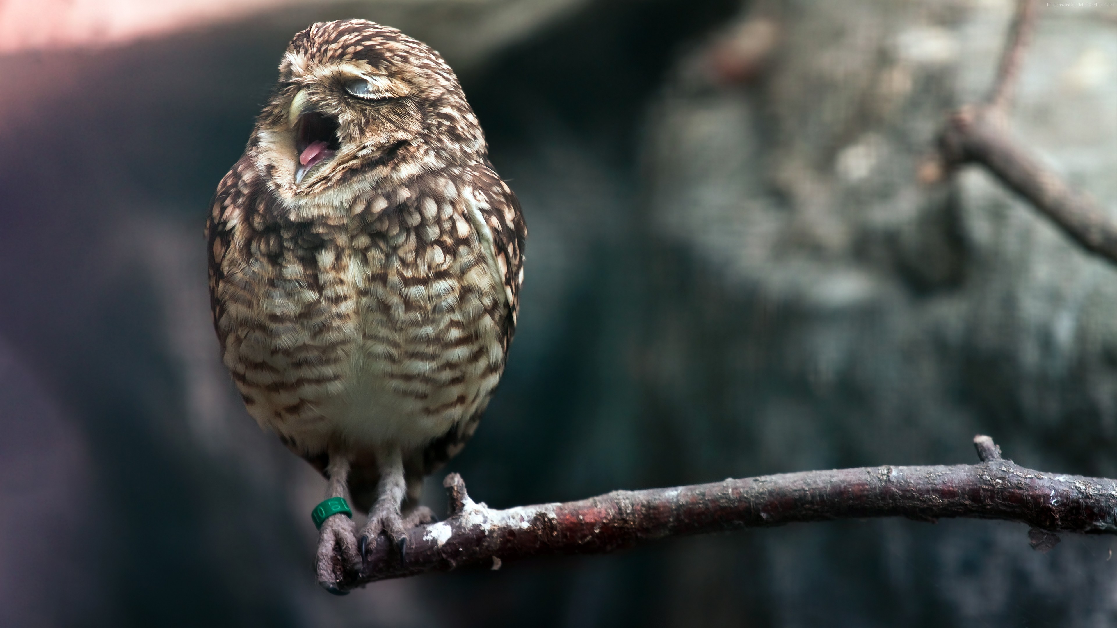 A Burrowing Owl yawns on a branch HD Wallpaper