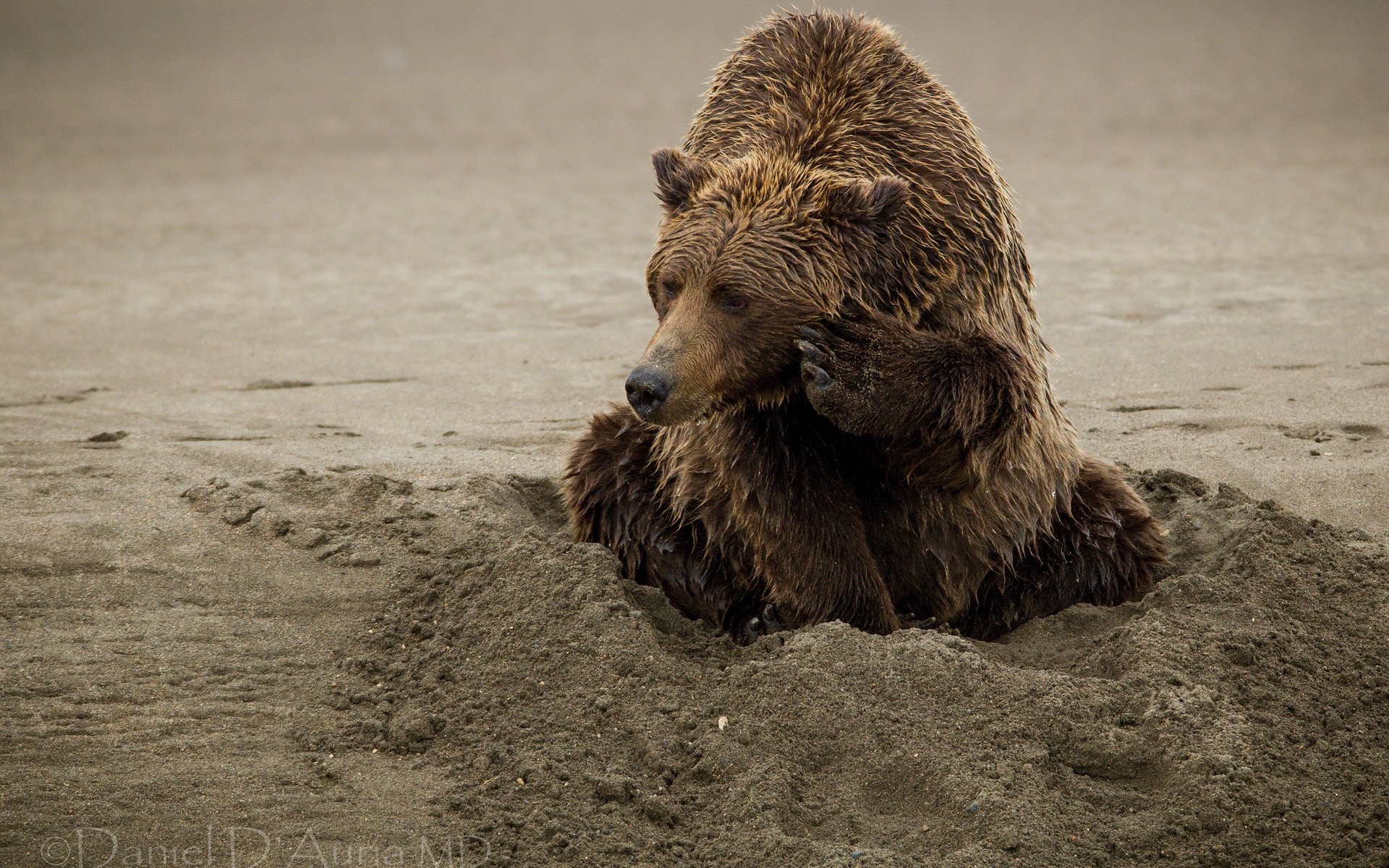 Grizzly bear digging in sand on a beach HD Wallpaper
