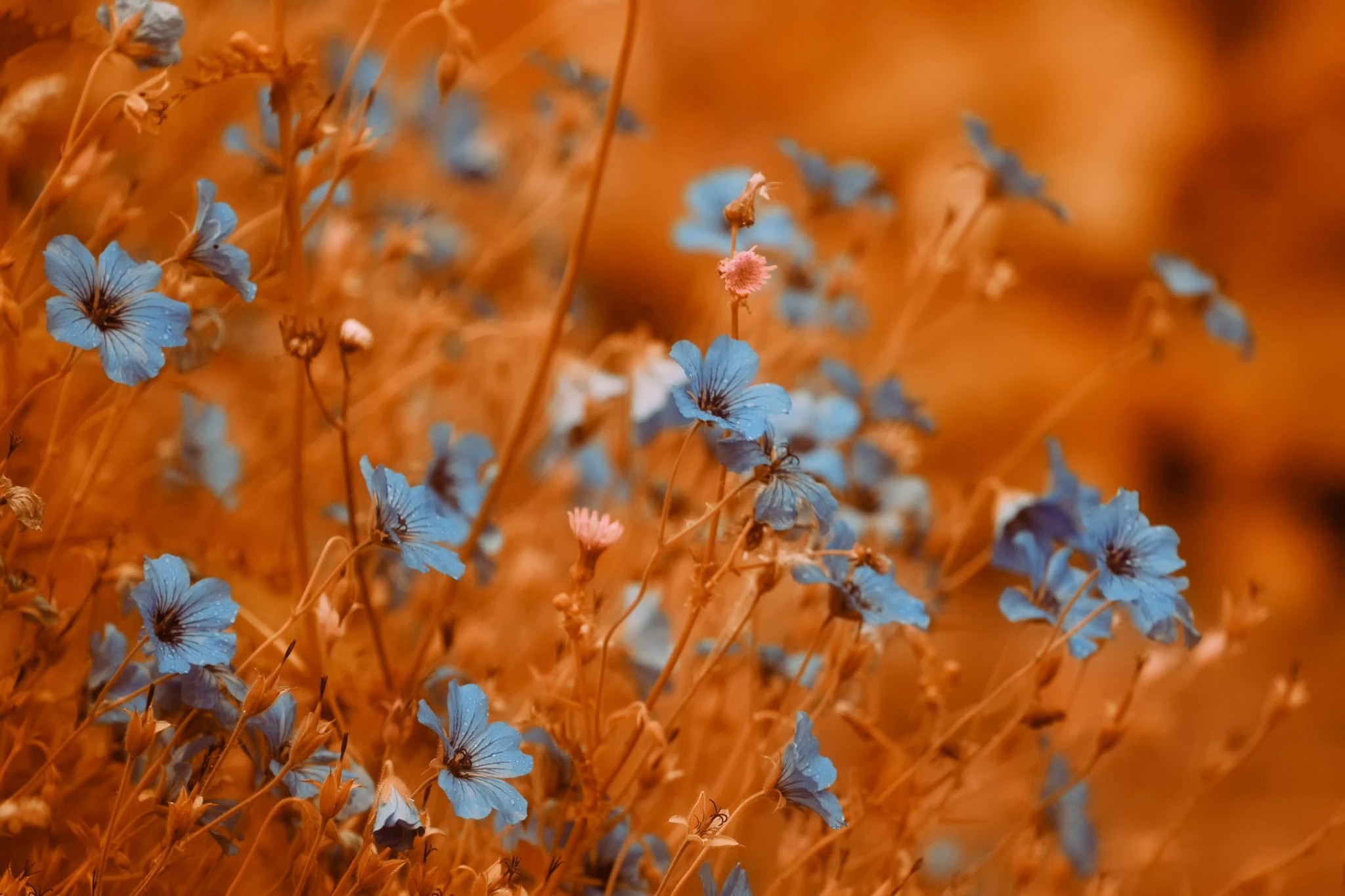 Close up of blue wildflowers in an orange field HD Wallpaper
