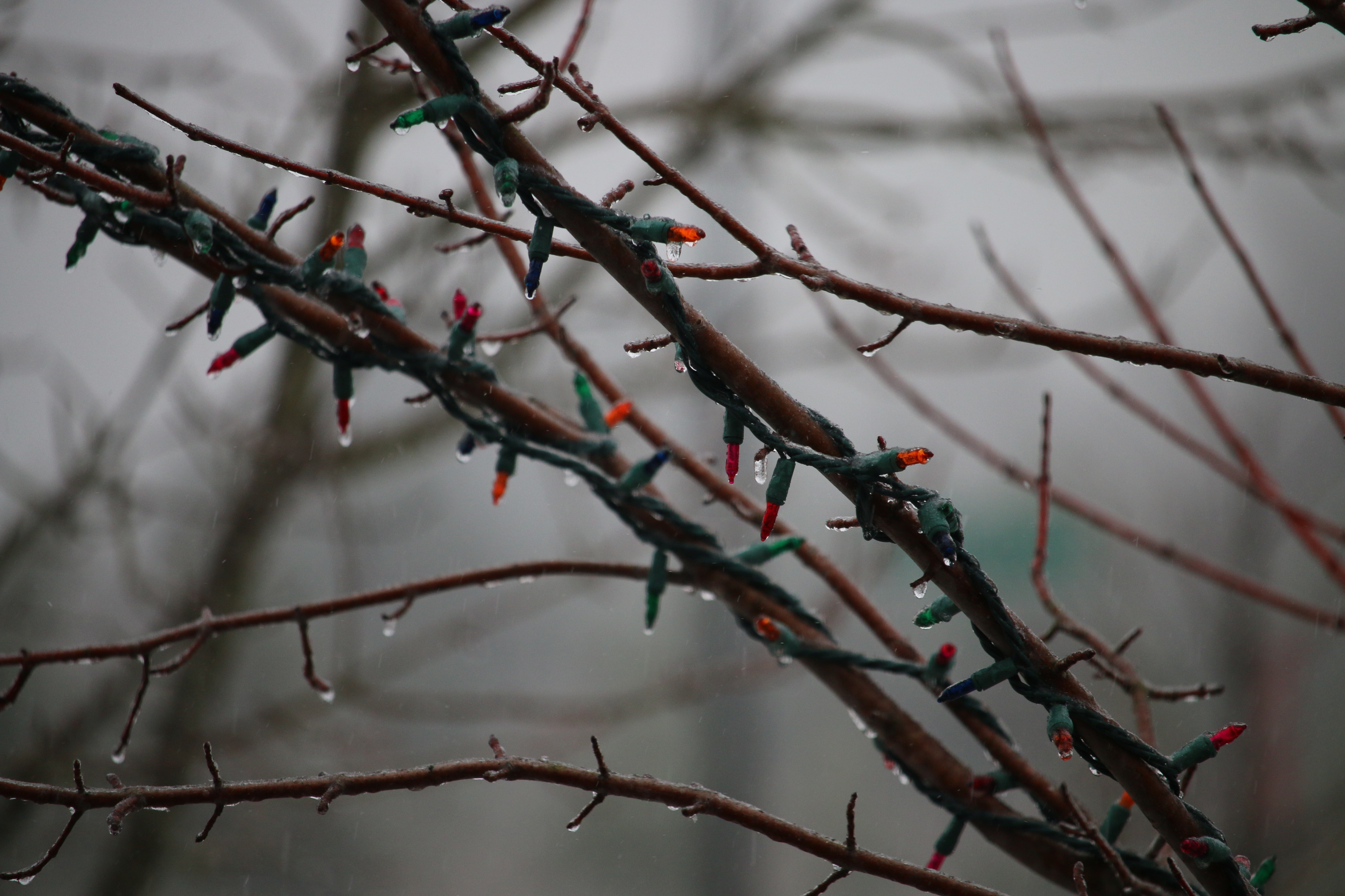 Christmas lights on icy tree branches in winter HD Wallpaper