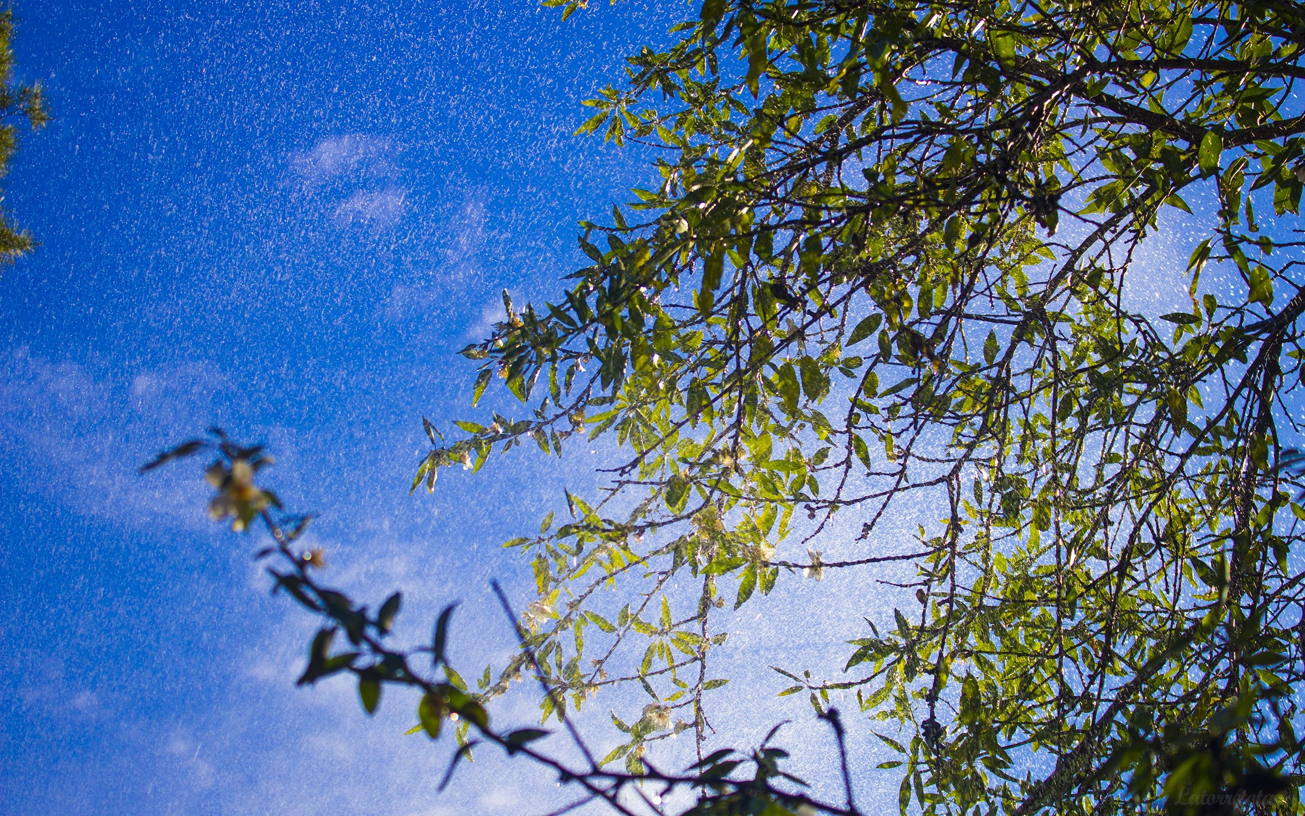 Sunlight through tree branches with water droplets HD Wallpaper
