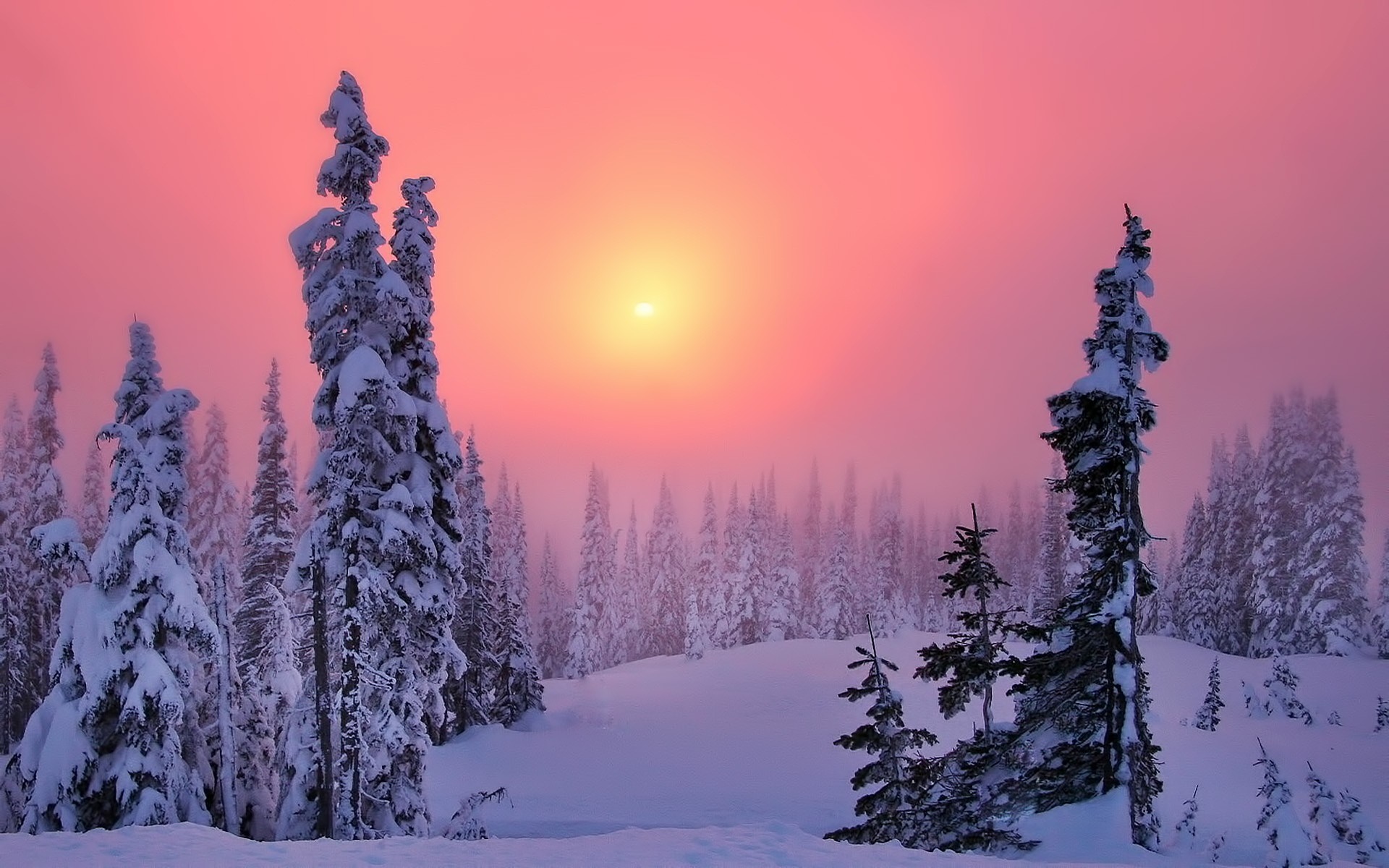 Snow-covered trees at sunset with pink sky HD Wallpaper