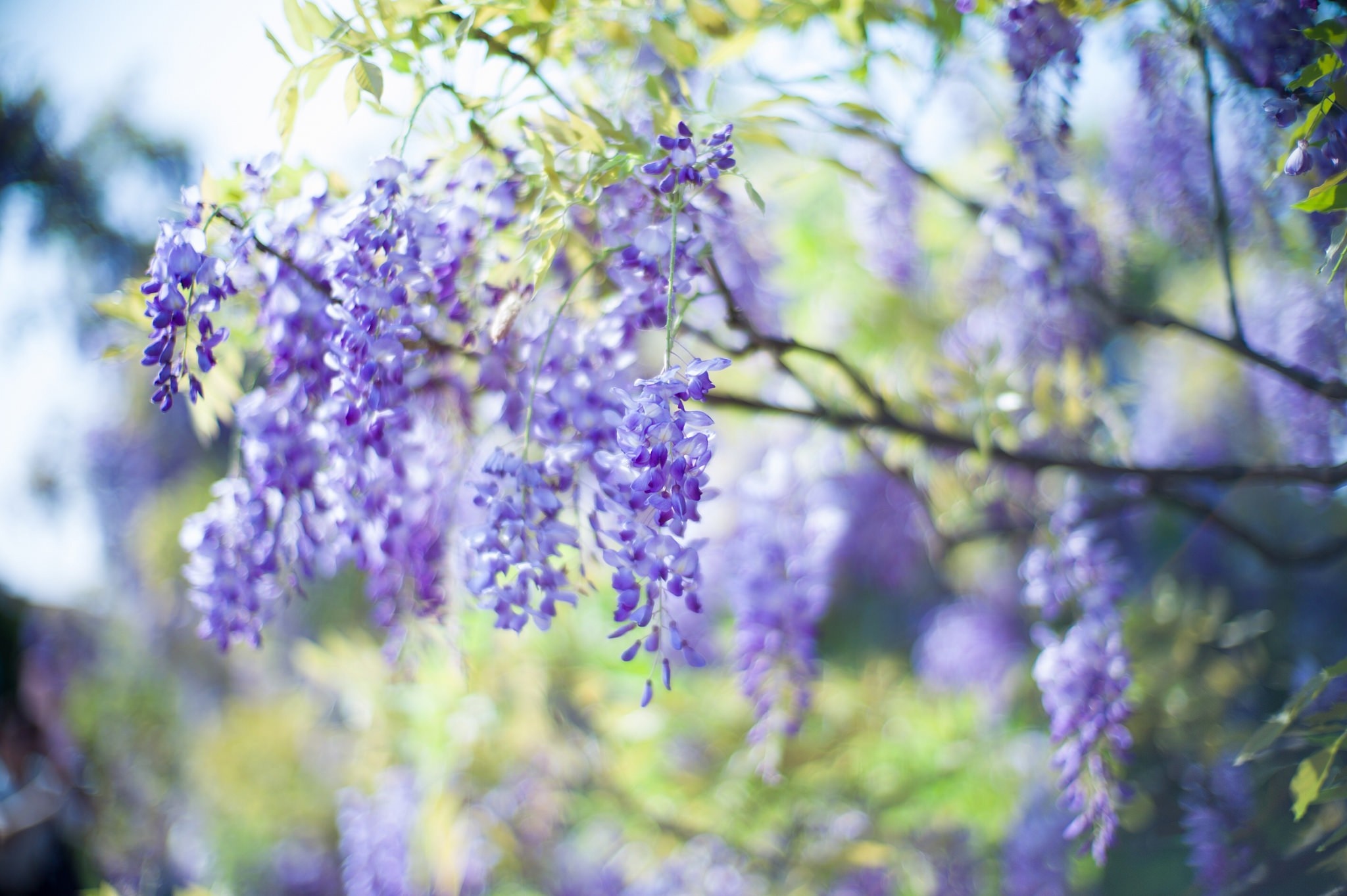 Purple wisteria flowers hanging from a branch HD Wallpaper