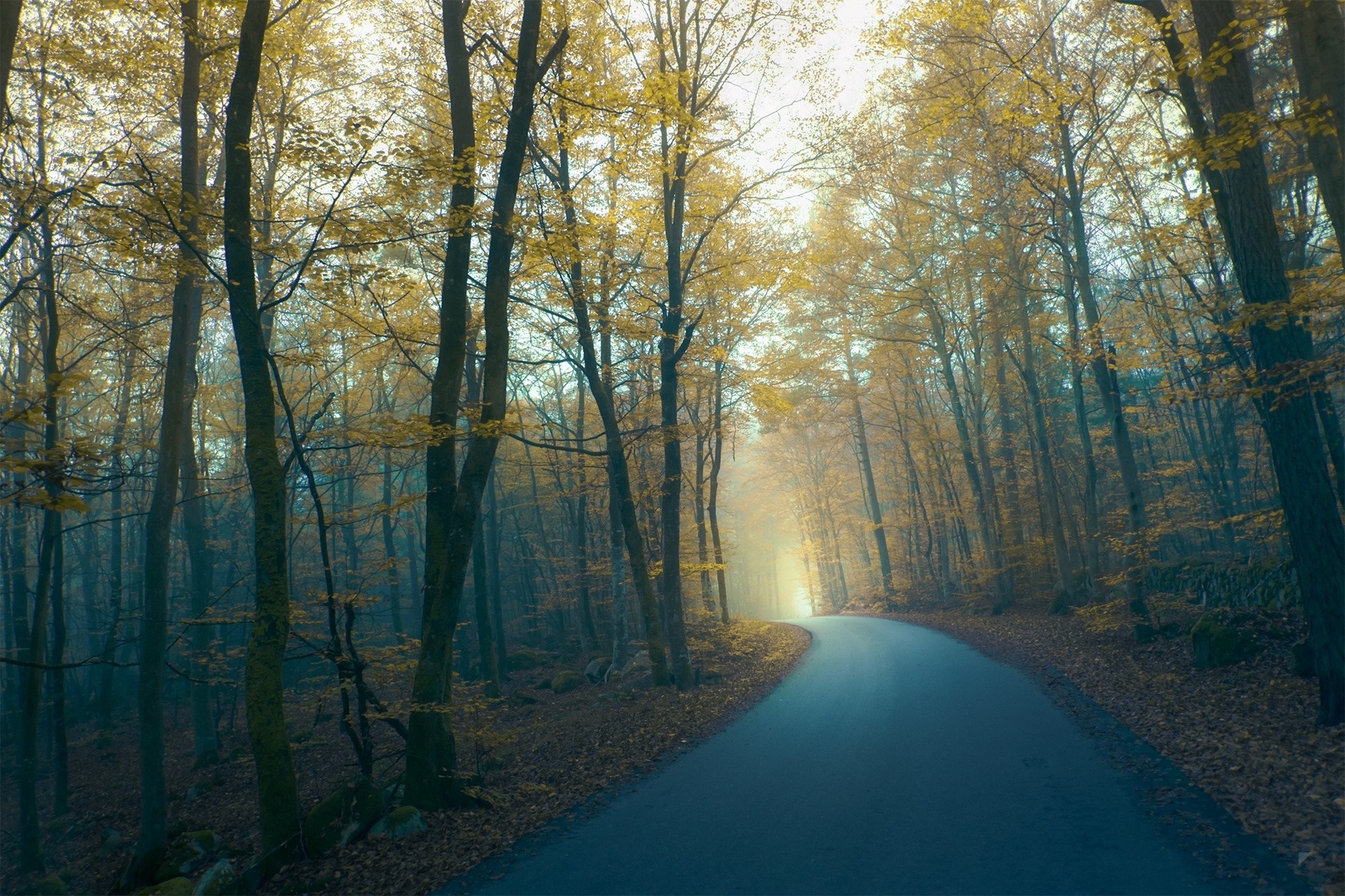 Road through an autumn forest with mist HD Wallpaper