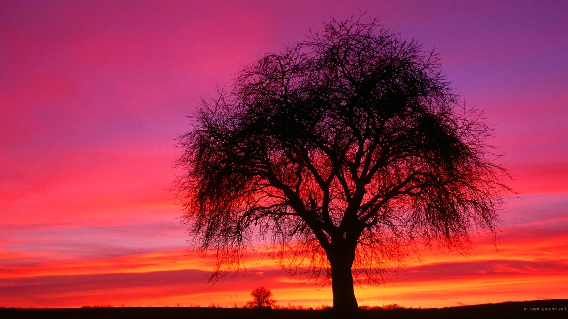 Silhouette of a tree against a vibrant sunset sky HD Wallpaper