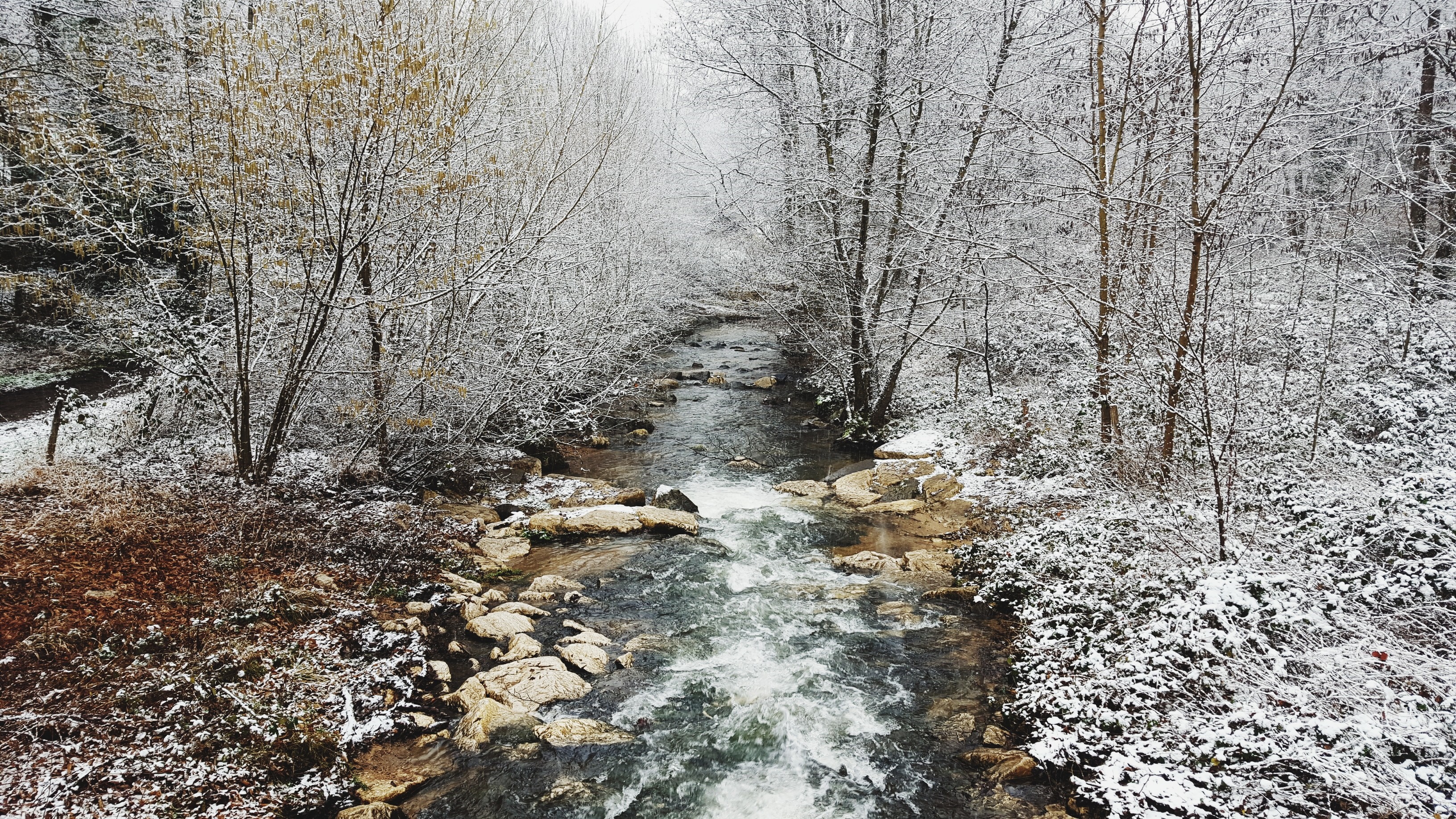 Snow-covered forest with a flowing river HD Wallpaper