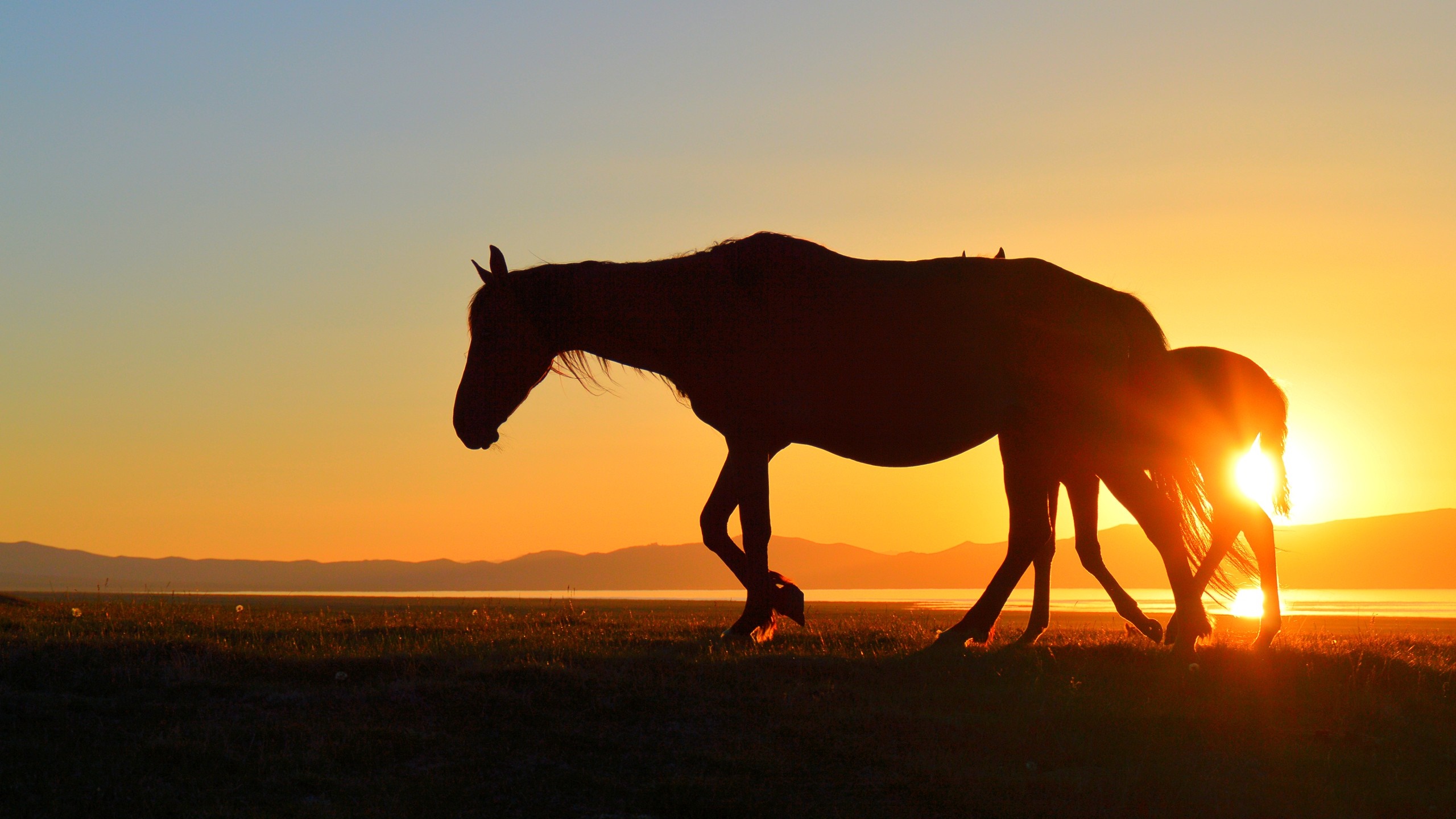 Silhouette of a horse and foal at sunset by a lake HD Wallpaper