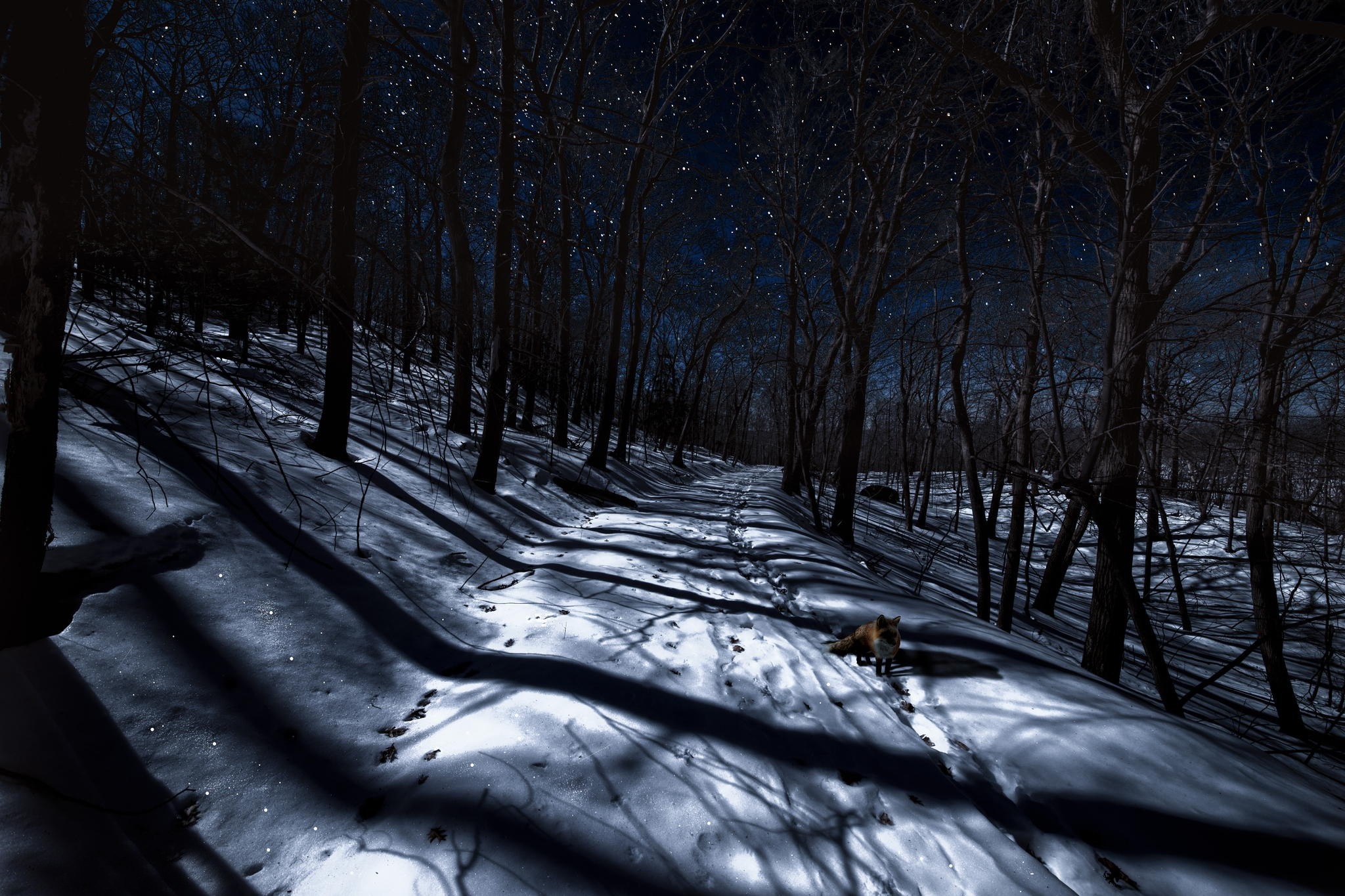 Fox walking on a snowy path in a forest at night HD Wallpaper
