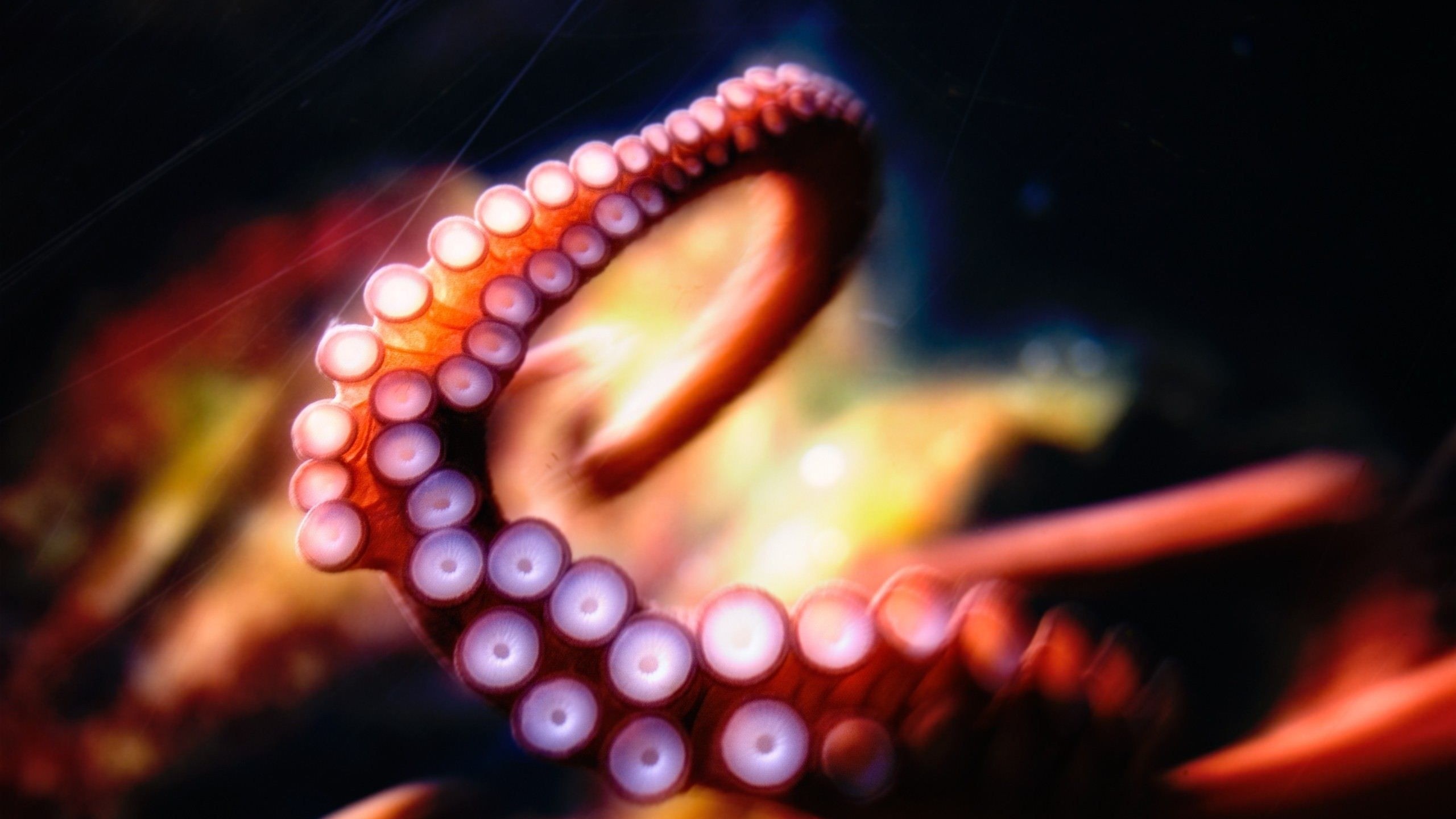 Close up of Octopus Tentacle with Suckers HD Wallpaper