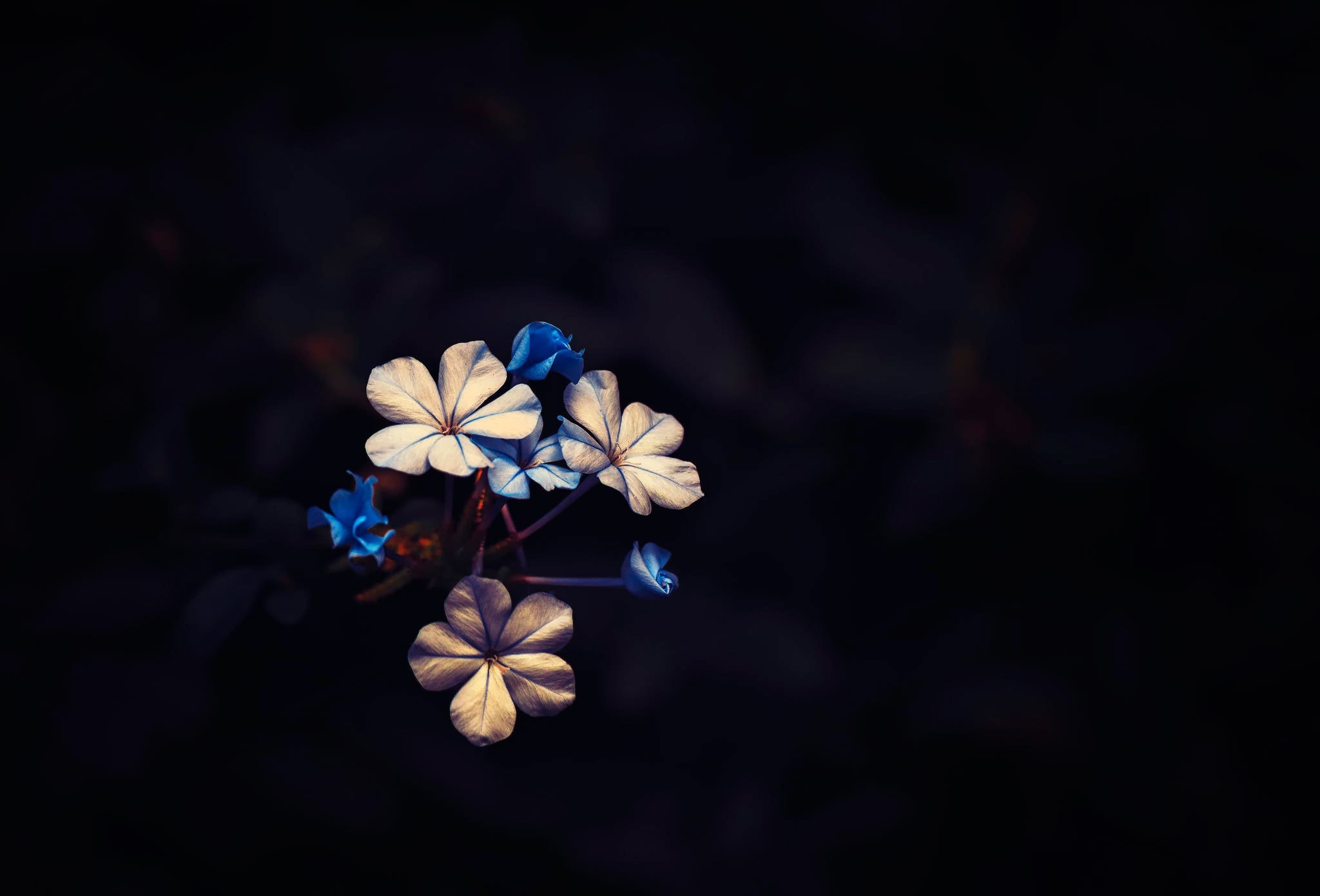 Close-up of white and blue flowers on a dark background HD Wallpaper