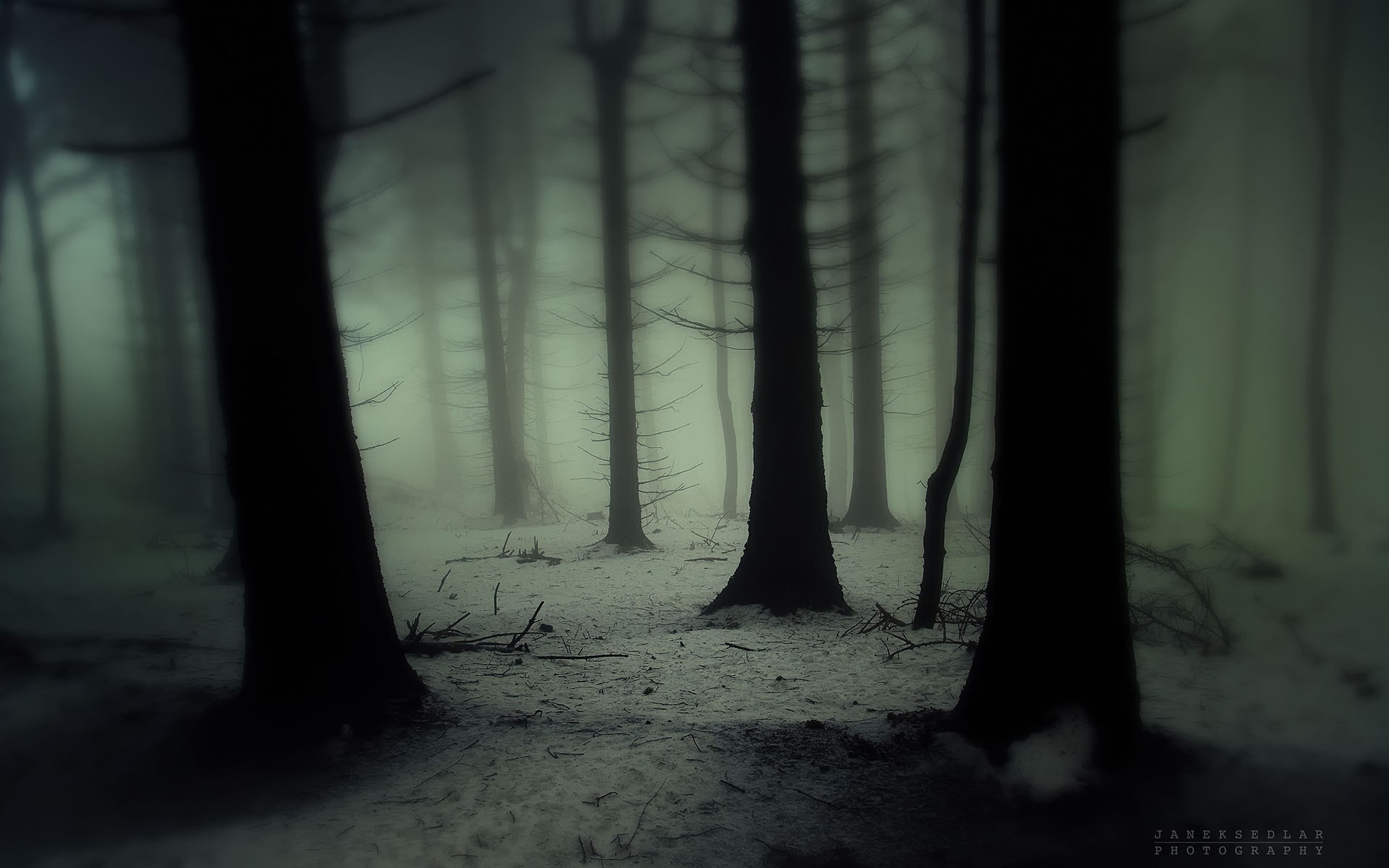 Misty forest with snow and silhouetted trees HD Wallpaper
