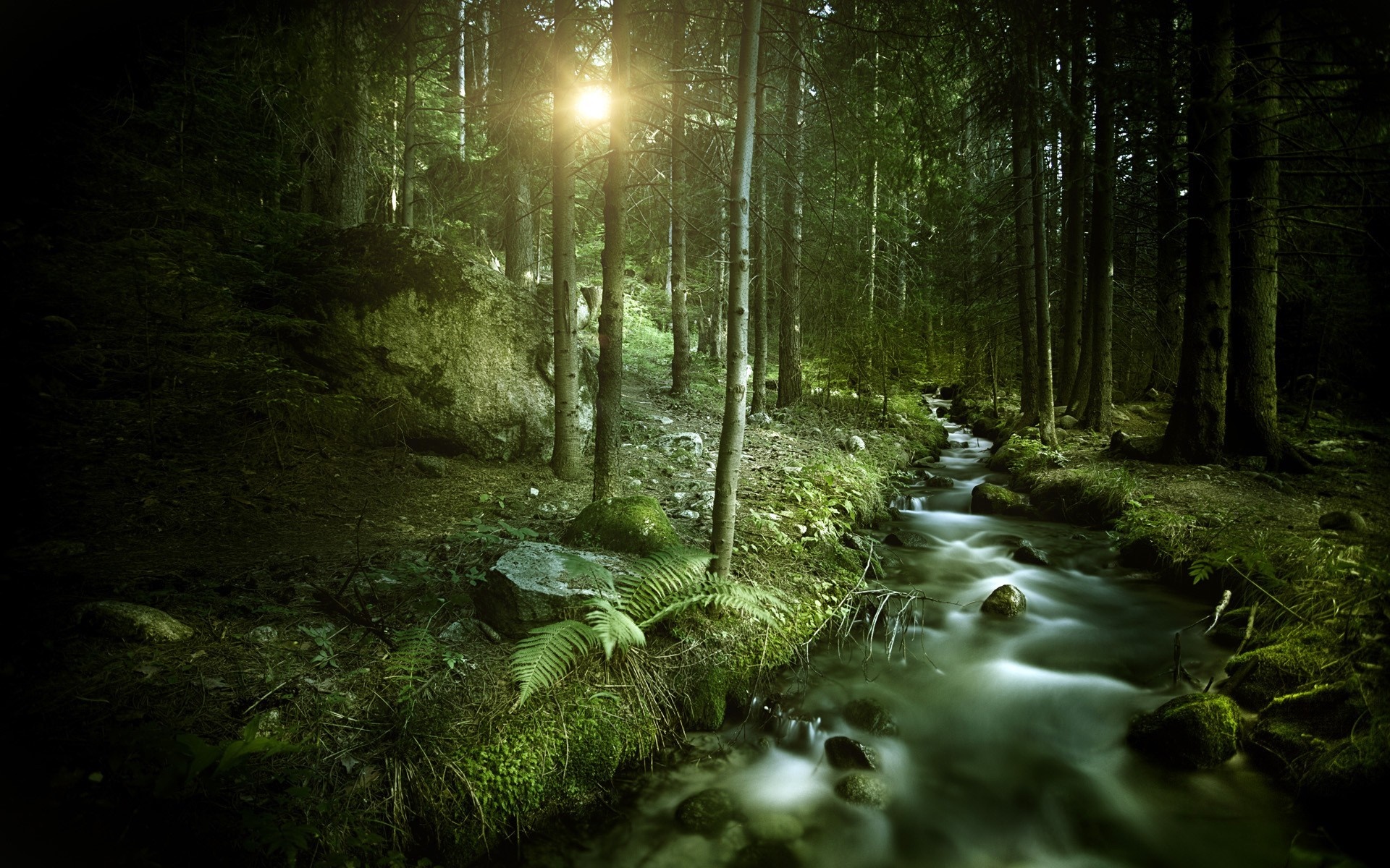 Sunlit Forest Stream in Early Morning HD Wallpaper