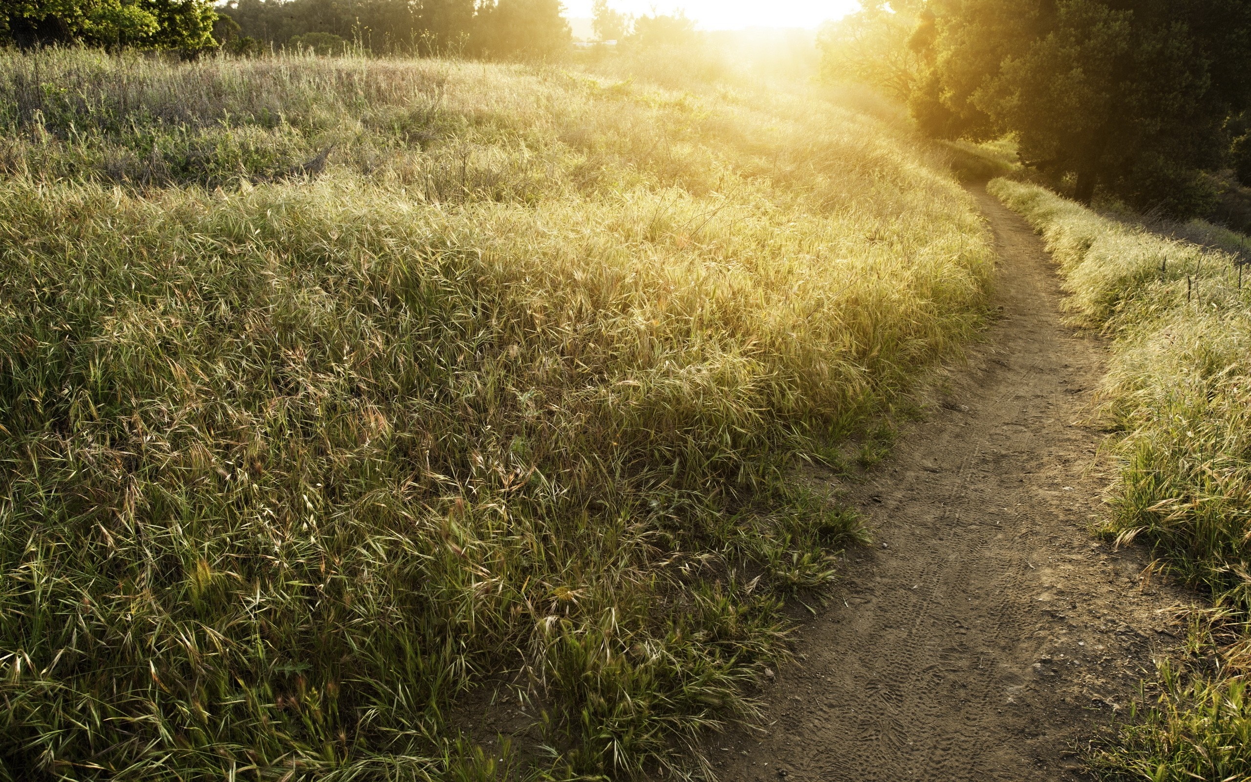 Dirt path through a grassy field at sunrise HD Wallpaper