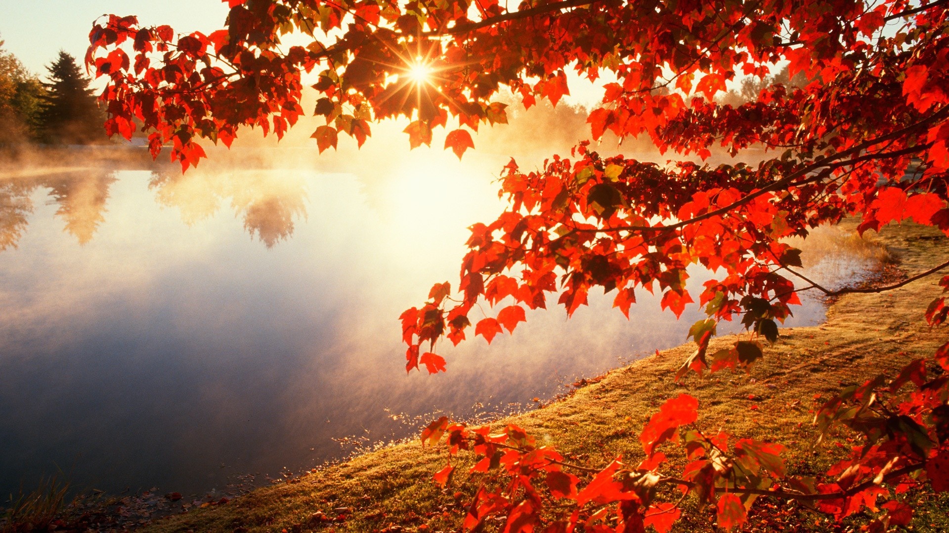 Autumn morning by the lake with red leaves HD Wallpaper